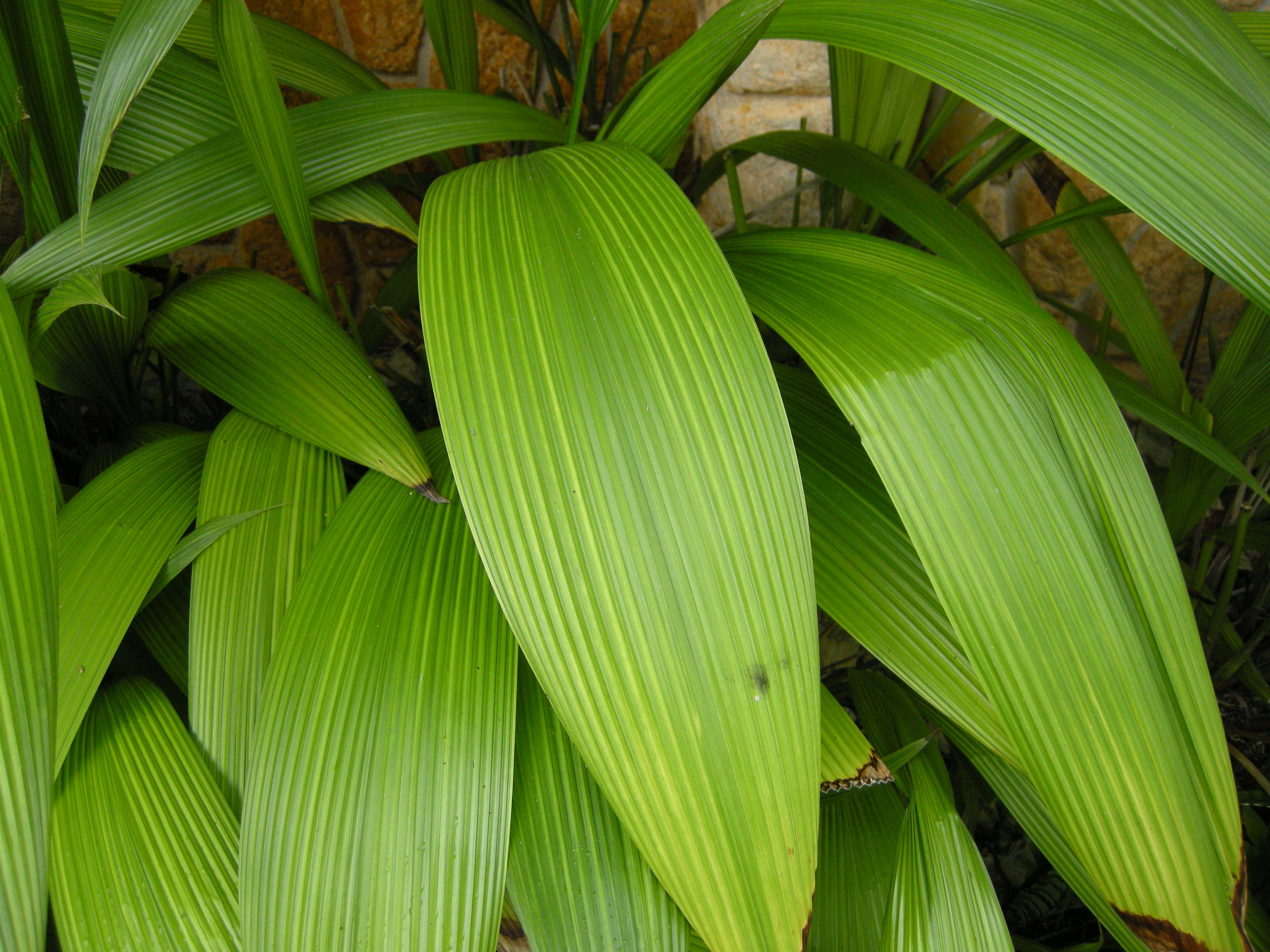 curculigo_capitulata2md