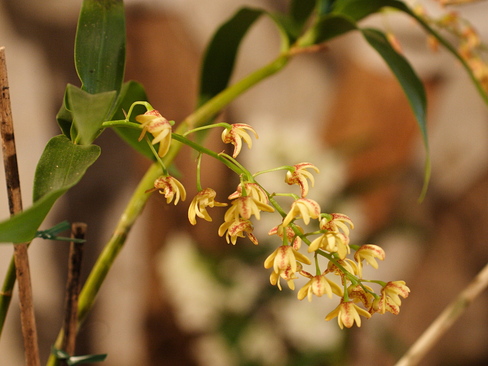 dendrobium_gracilicaule2md