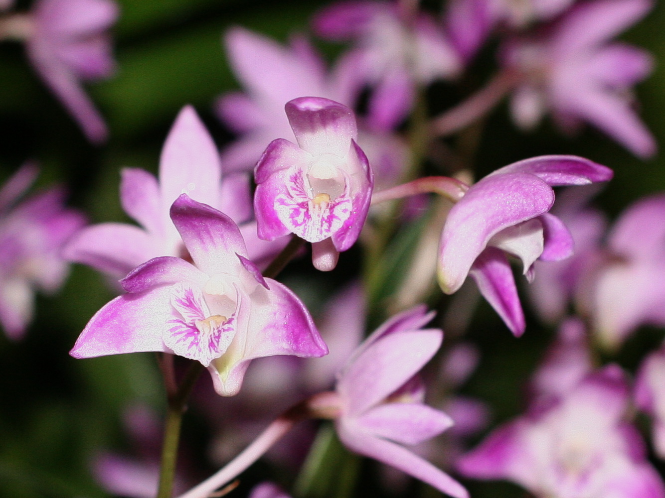 Afficher le média dendrobium_kingianum4md dendrobium_kingianum4md