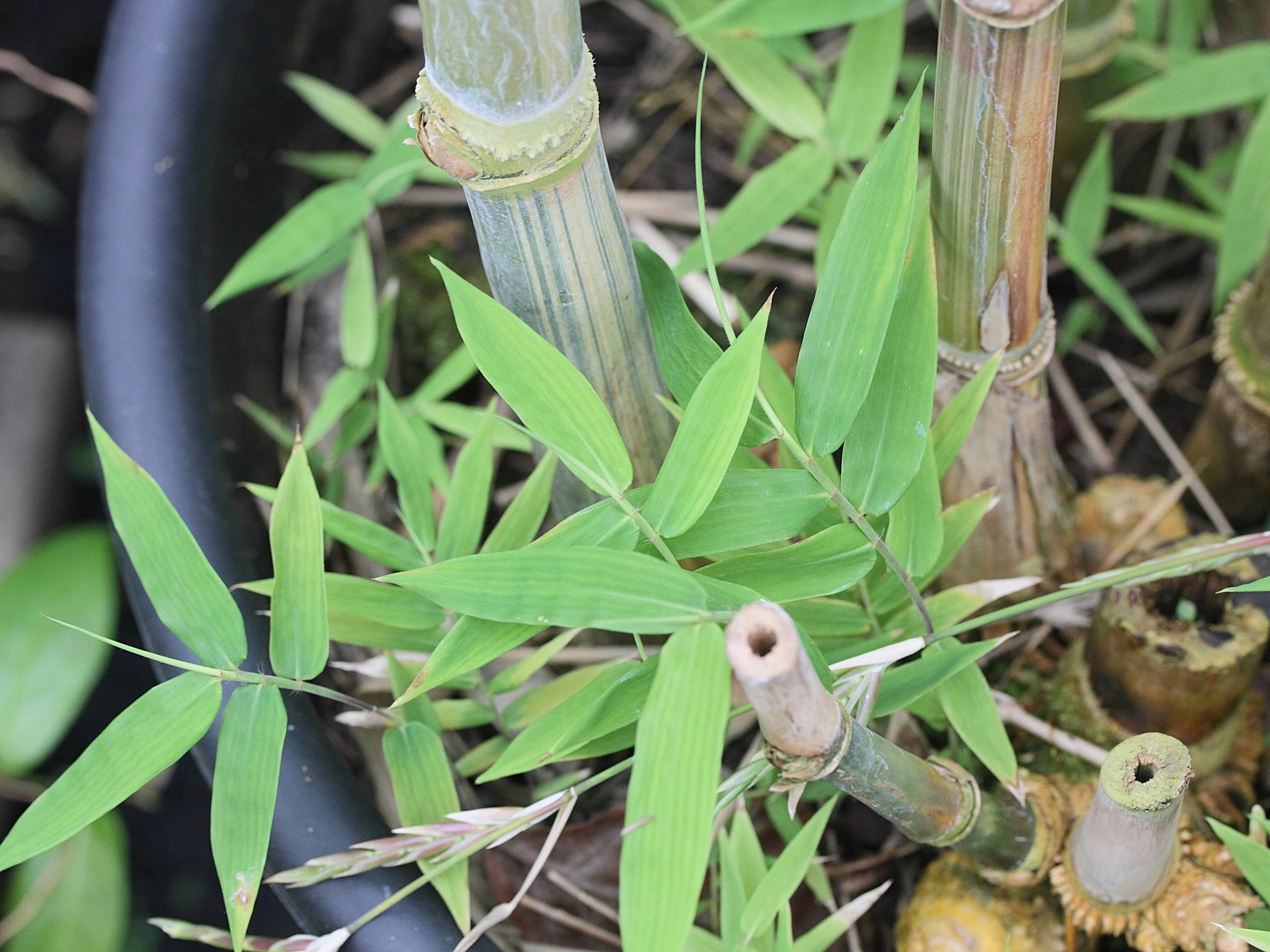 dendrocalamus_longispathus1md