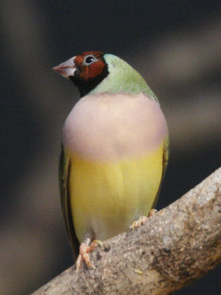 diamant_de_gould_-_erythrura_gouldiae3md