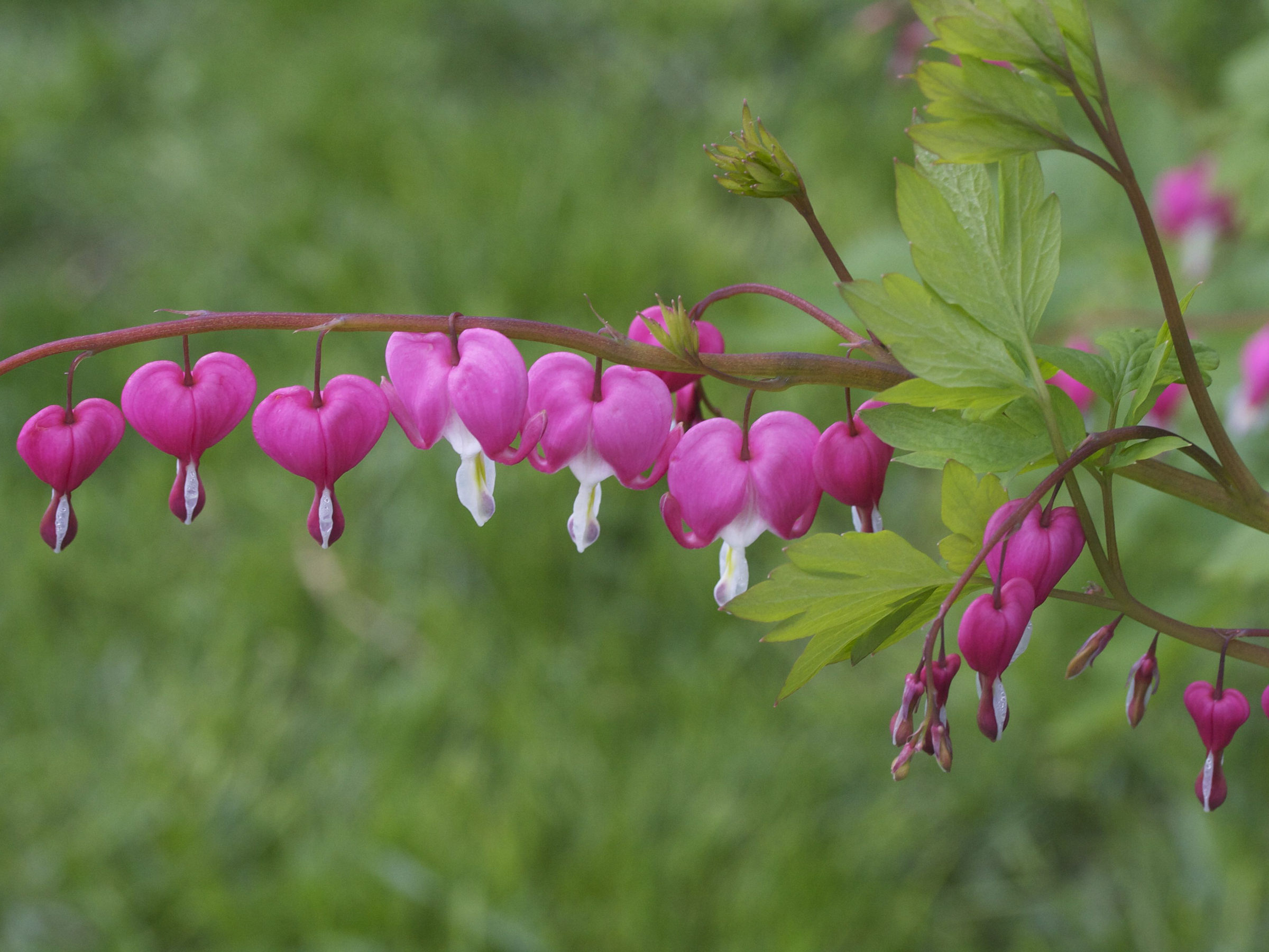 dicentra_spectabilis5md