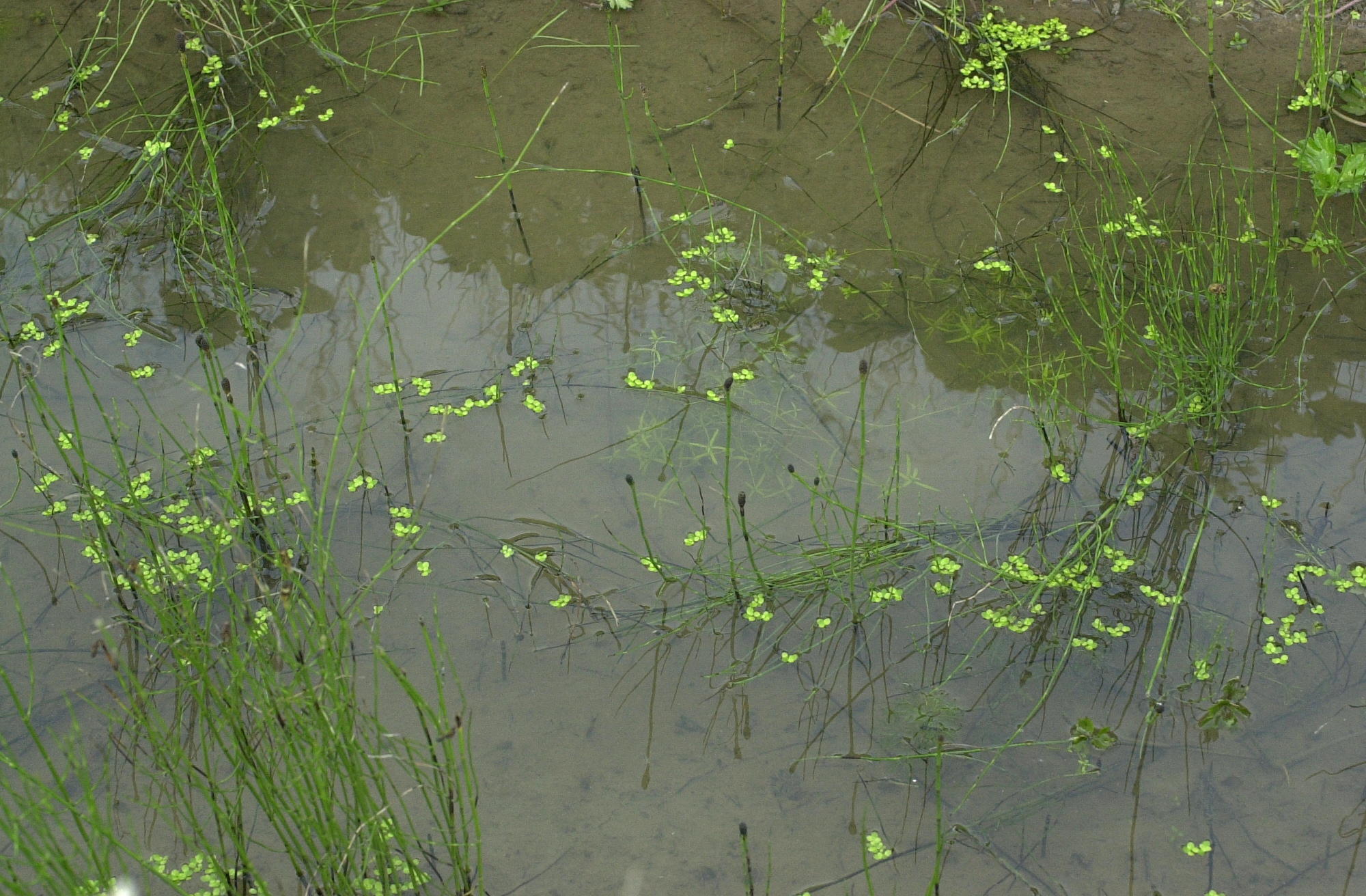 equisetum_palustre1md