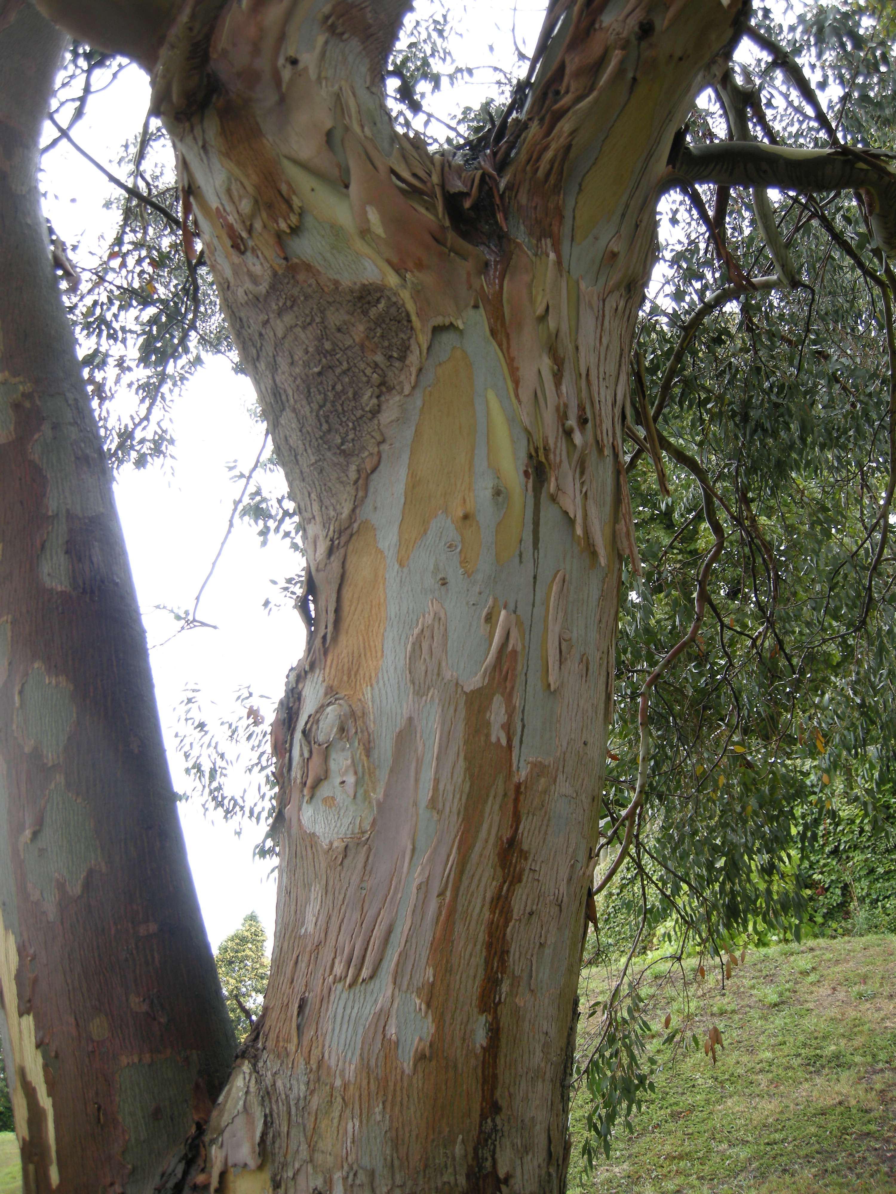 eucalyptus_urnigera3md