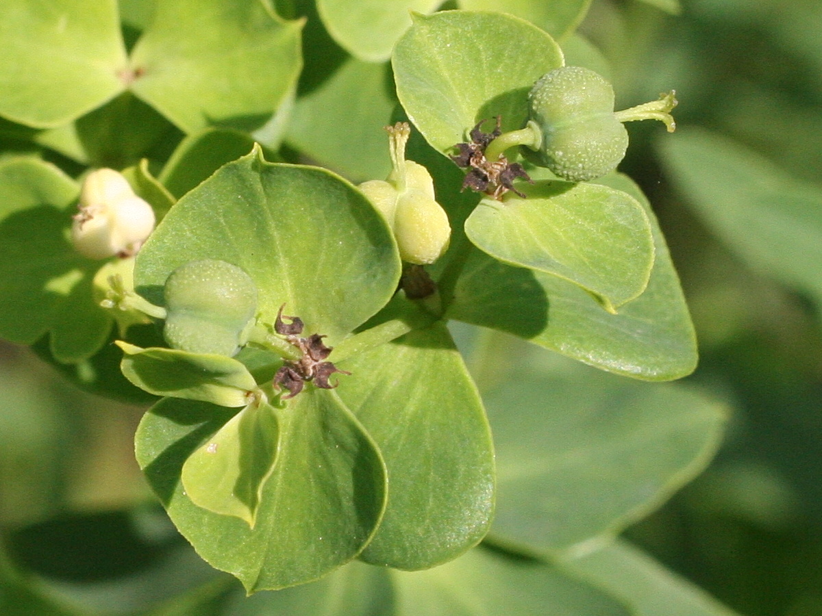 Afficher le média euphorbia_esula3md euphorbia_esula3md