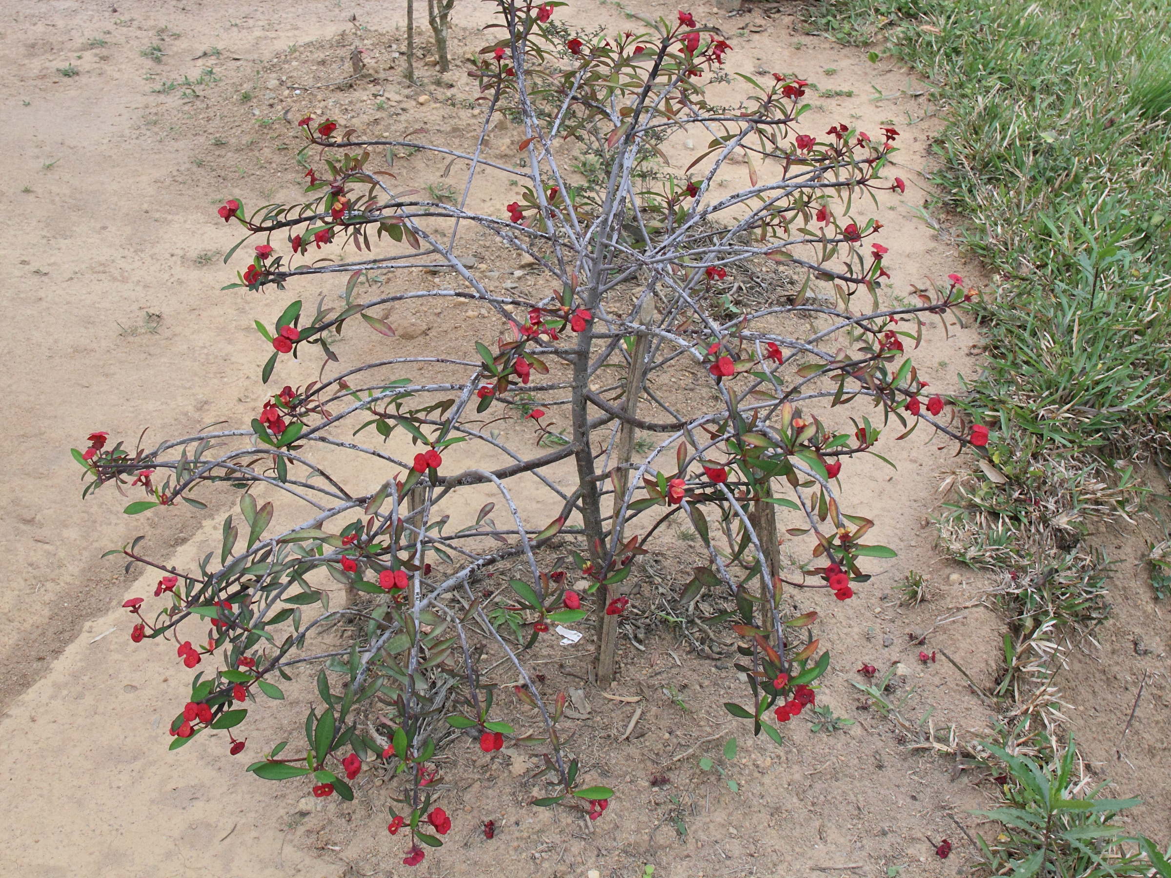 Afficher le média euphorbia_geroldii1md euphorbia_geroldii1md