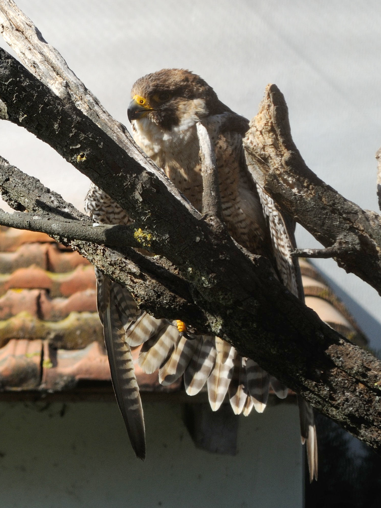 faucon_pelerin_-_falco_peregrinus1md