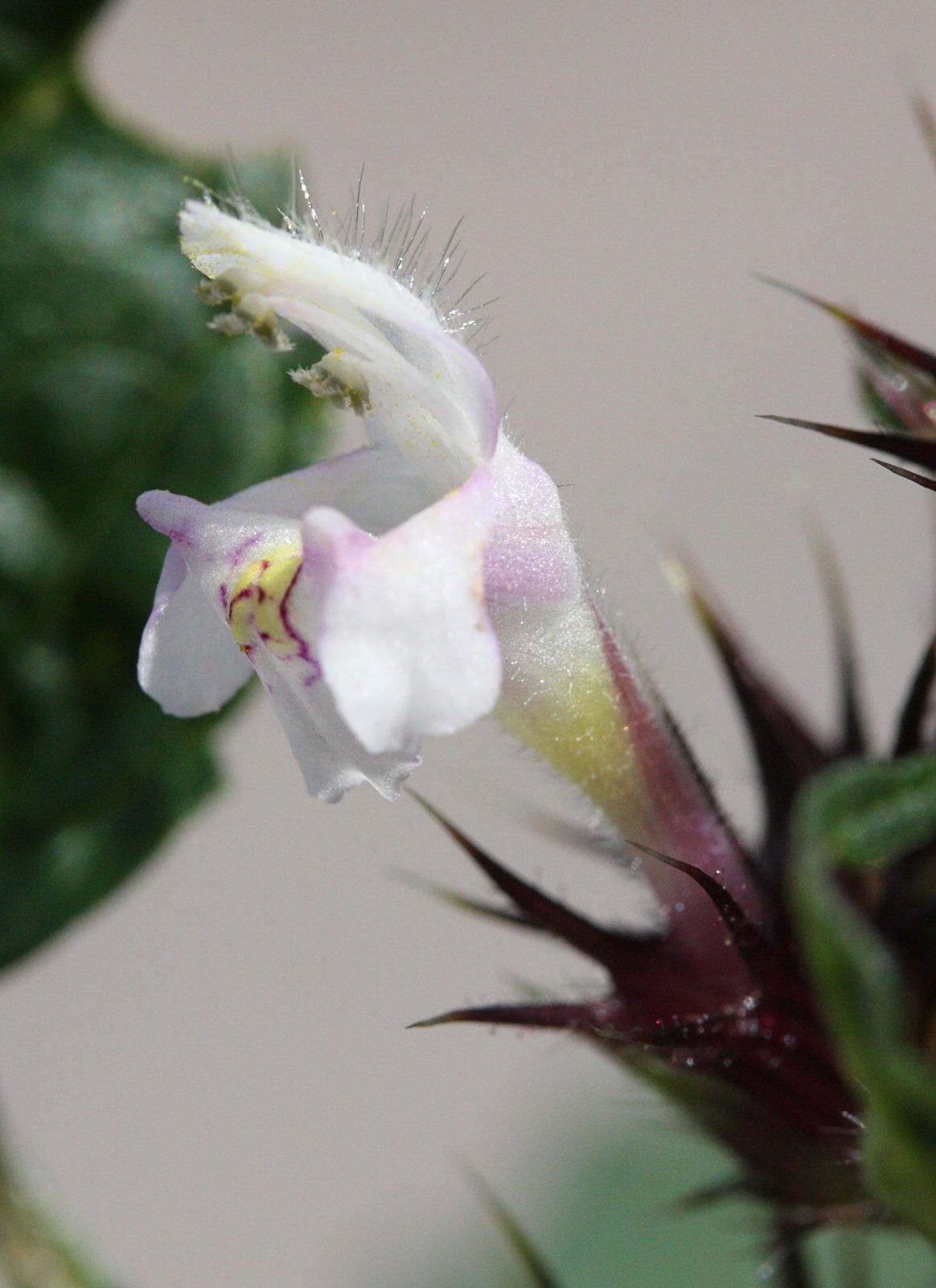 galeopsis_tetrahit3md