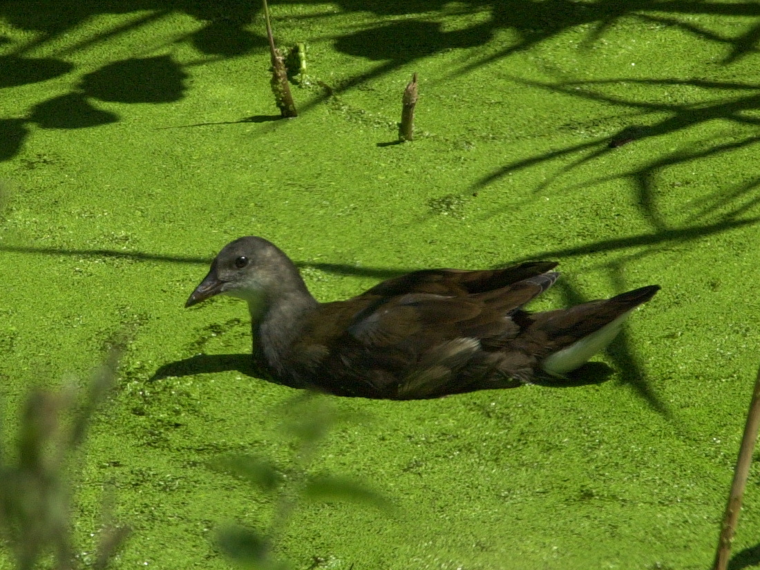Gallinula_chloropus