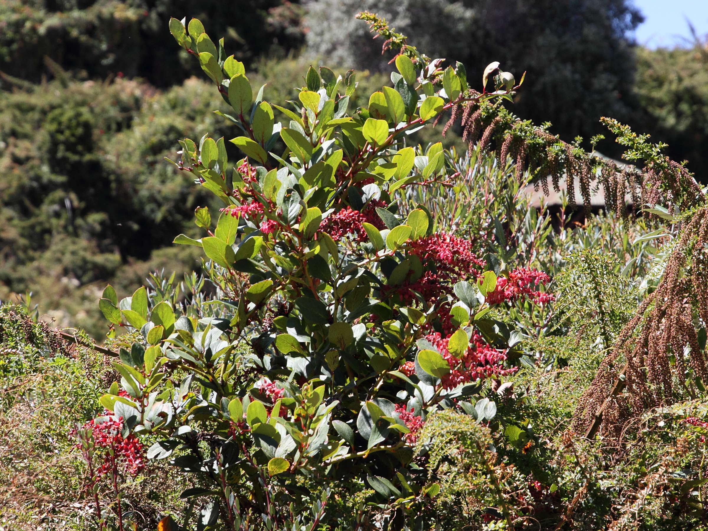 gaultheria_erecta5md