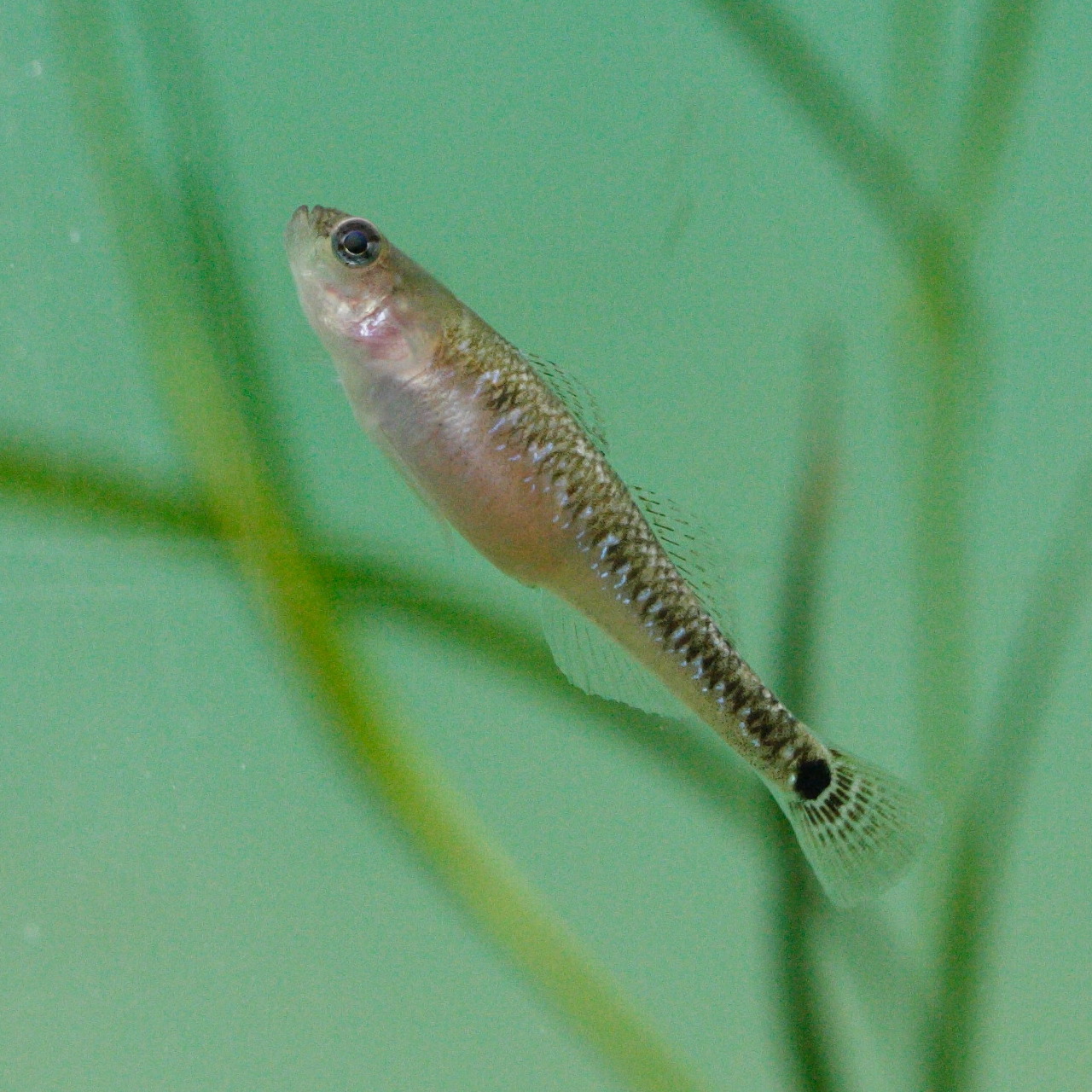 gobiusculus_flavescens1md