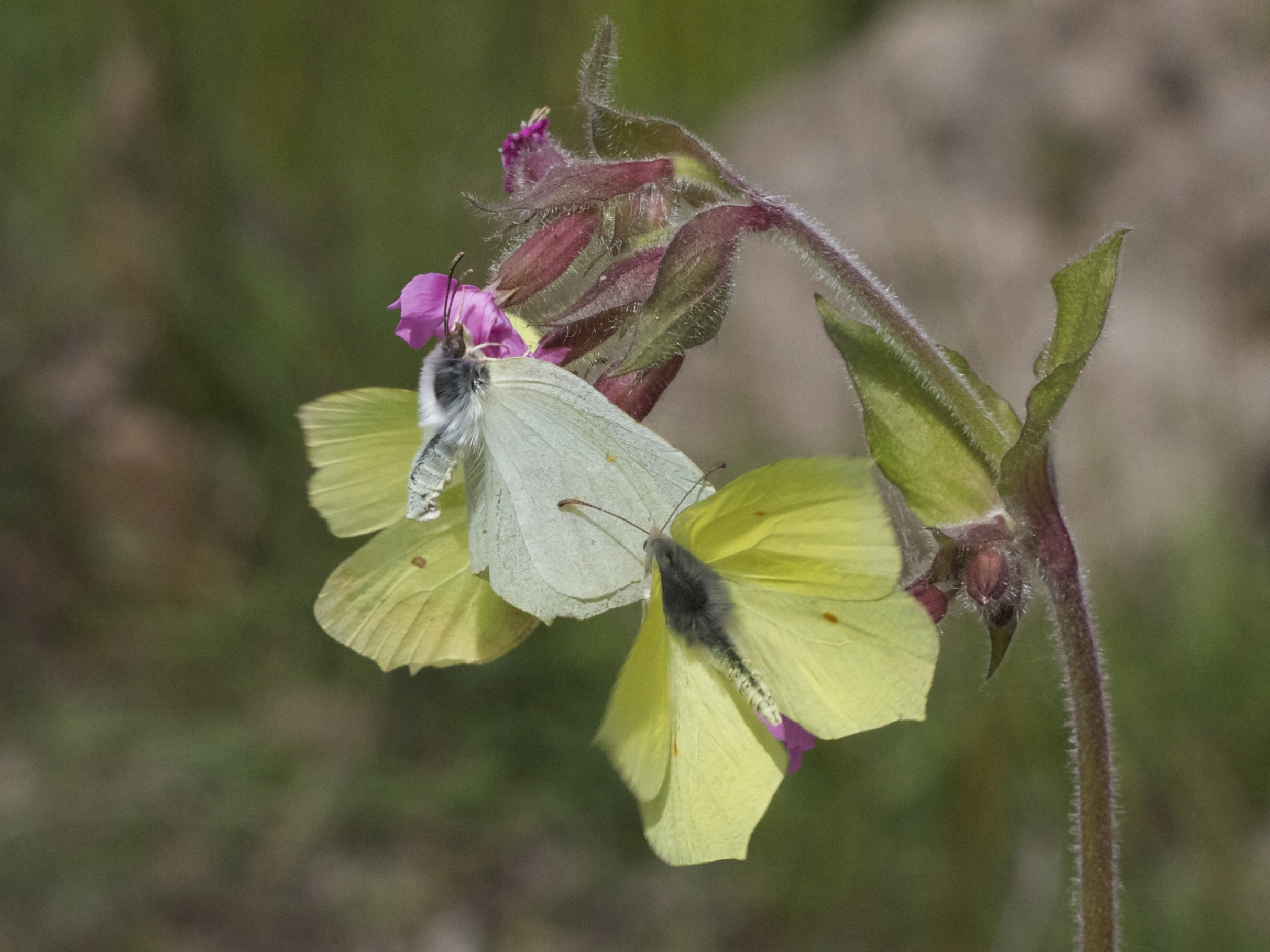 gonepteryx_rhamni1bd