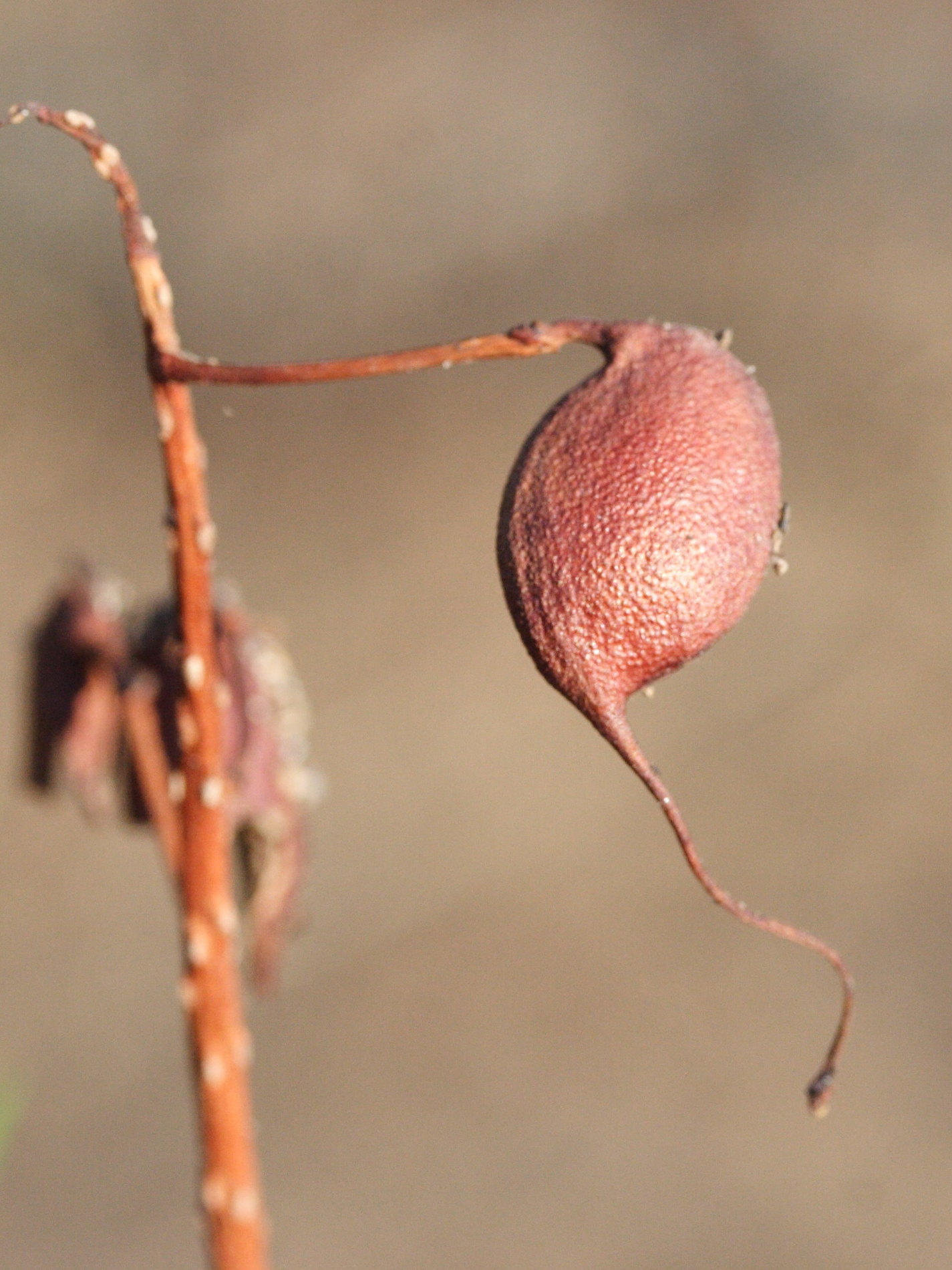 grevillea_robusta5md