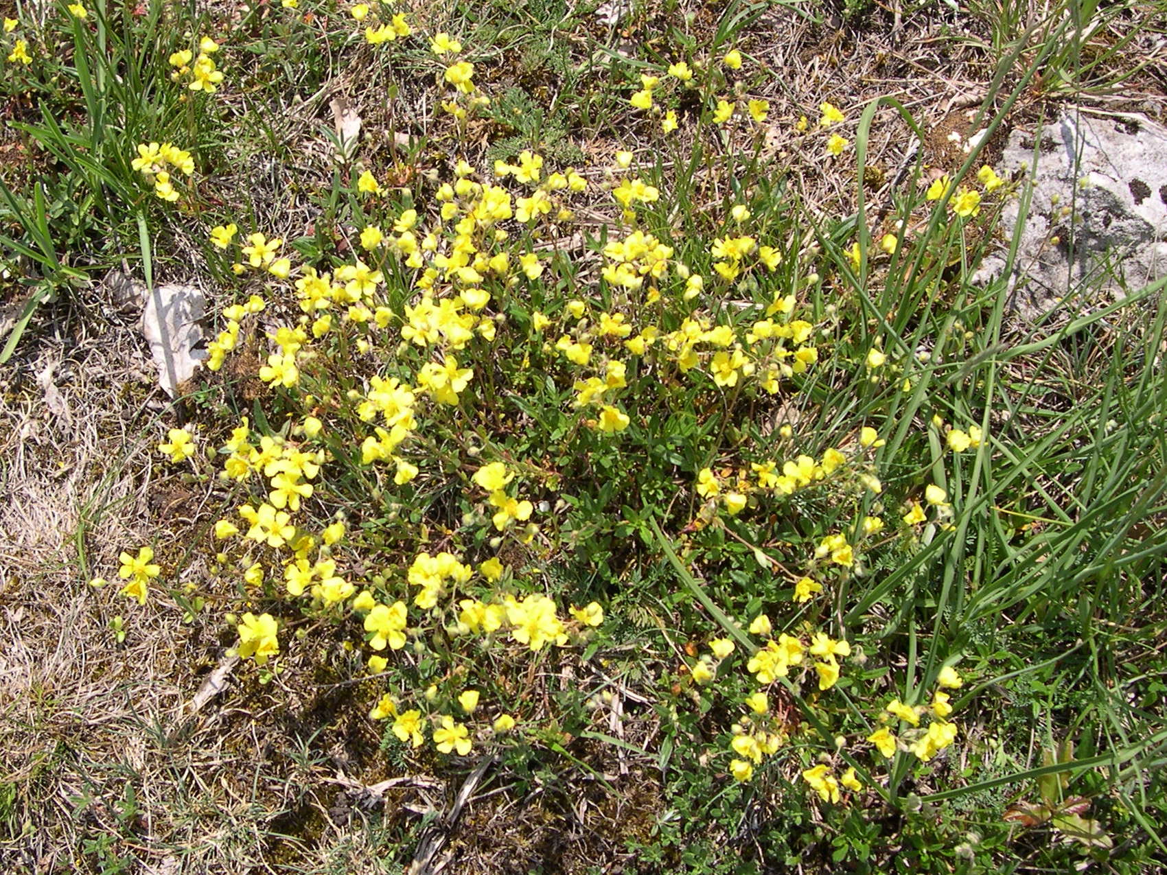 helianthemum_canum3md