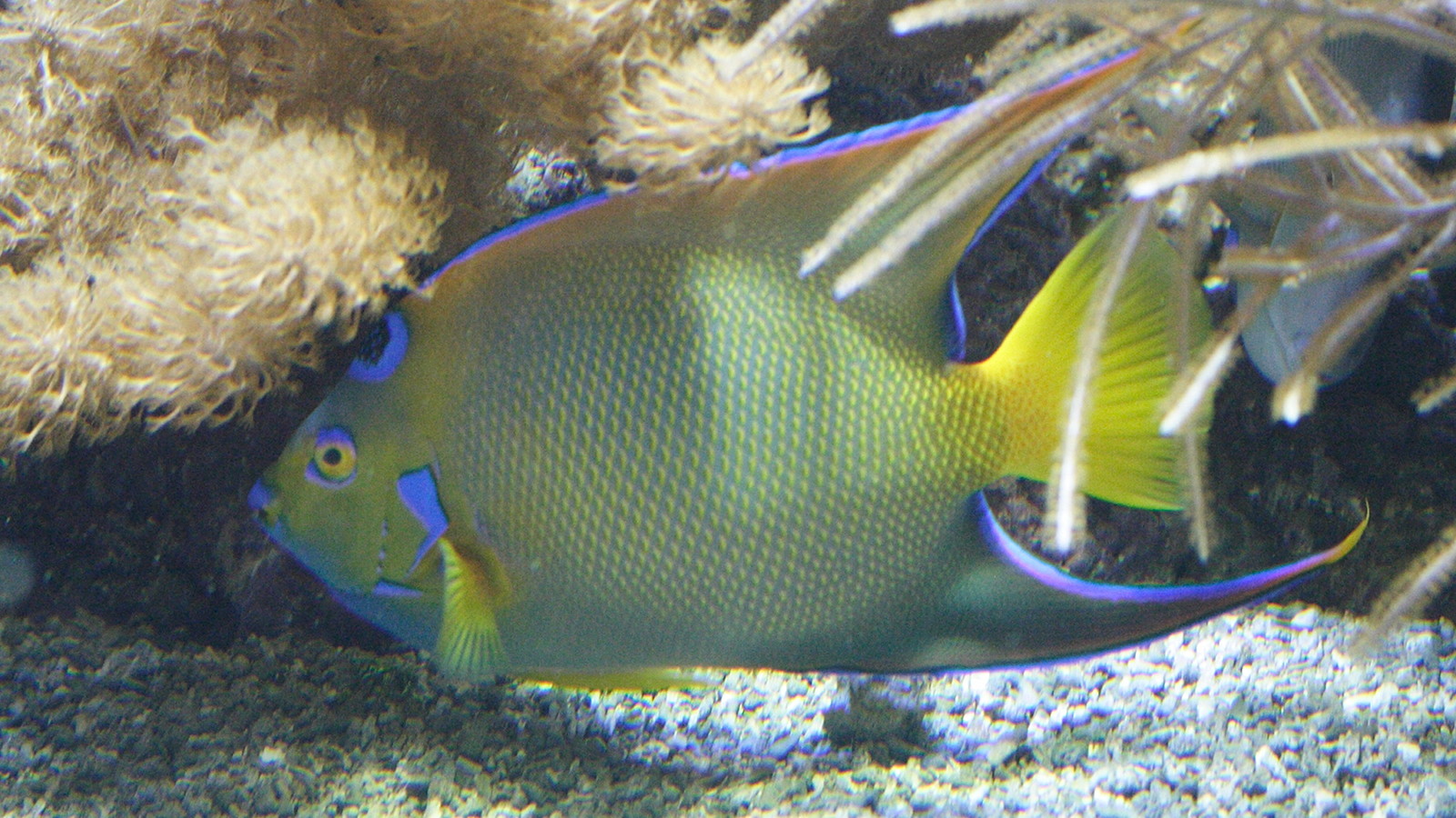 holacanthus_ciliaris2md