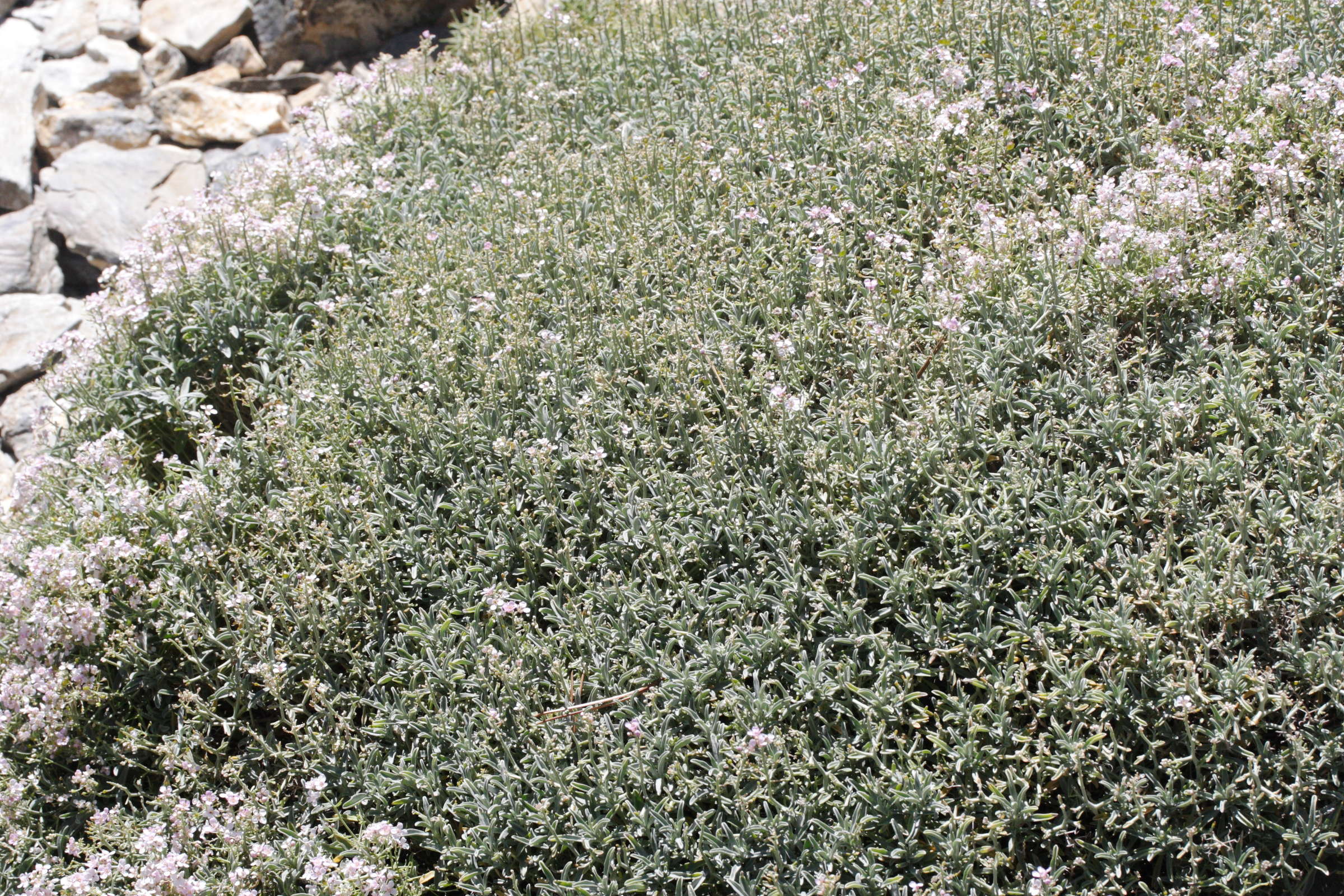 Afficher le média hormathophylla_spinosa1md hormathophylla_spinosa1md