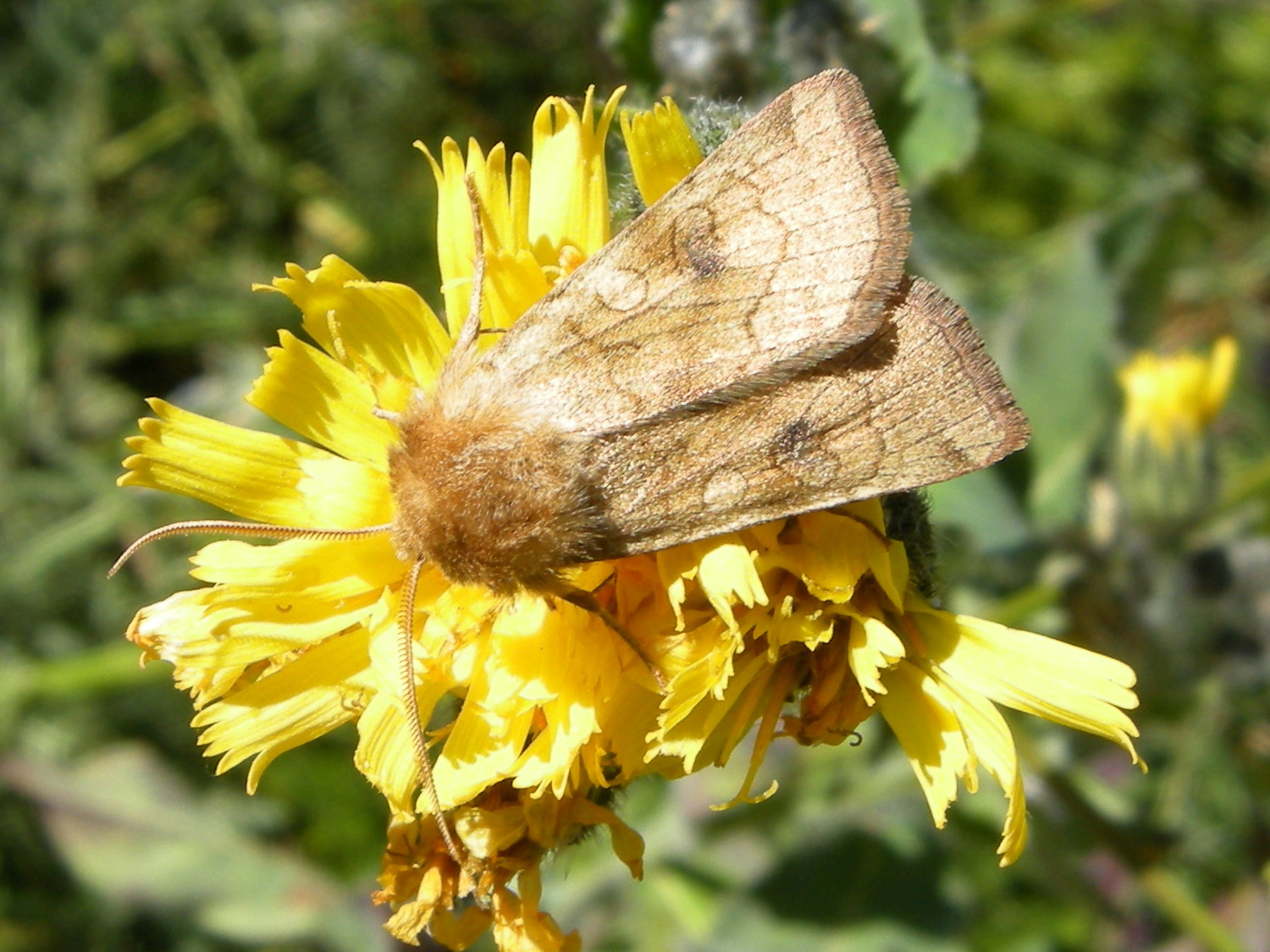 hydraecia_micacea5md