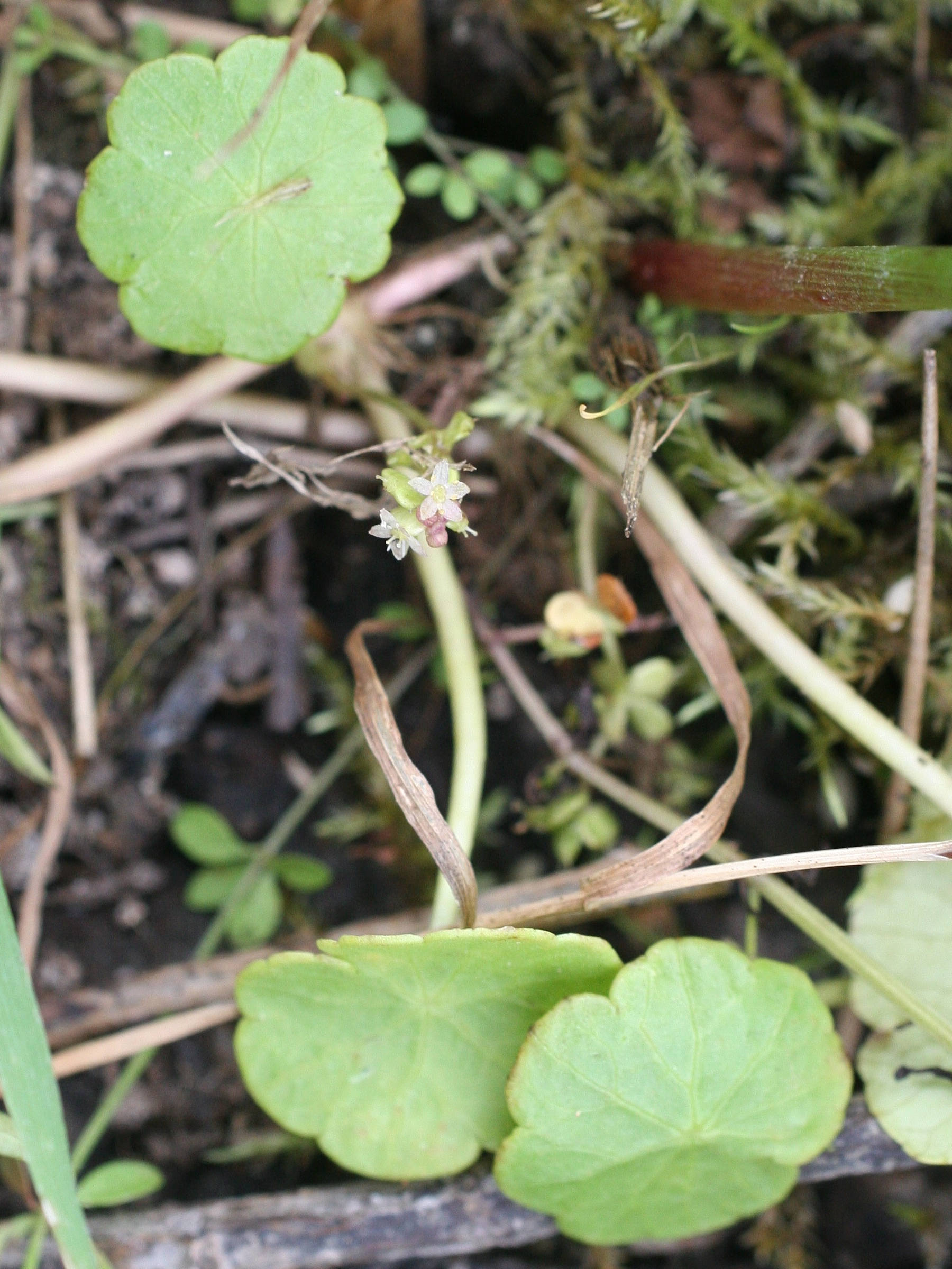 Afficher le média hydrocotyle_vulgaris3md hydrocotyle_vulgaris3md