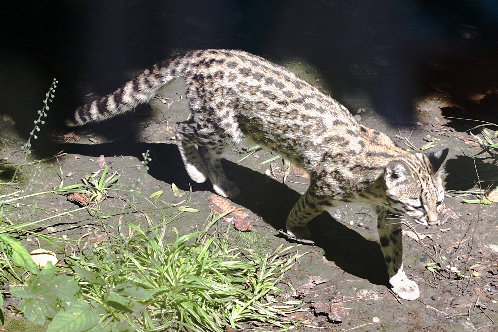 Afficher le média Leopardus_tigrinus Leopardus_tigrinus