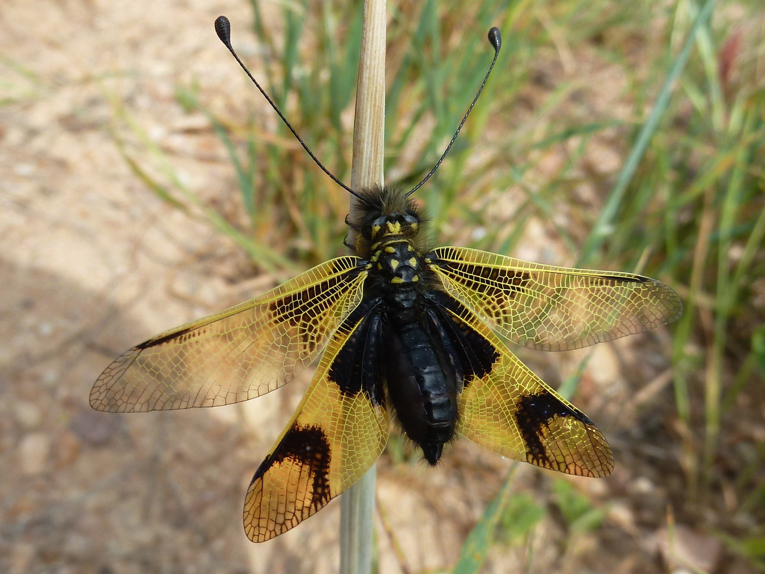 Afficher le média libelloides_longicornis1gv libelloides_longicornis1gv