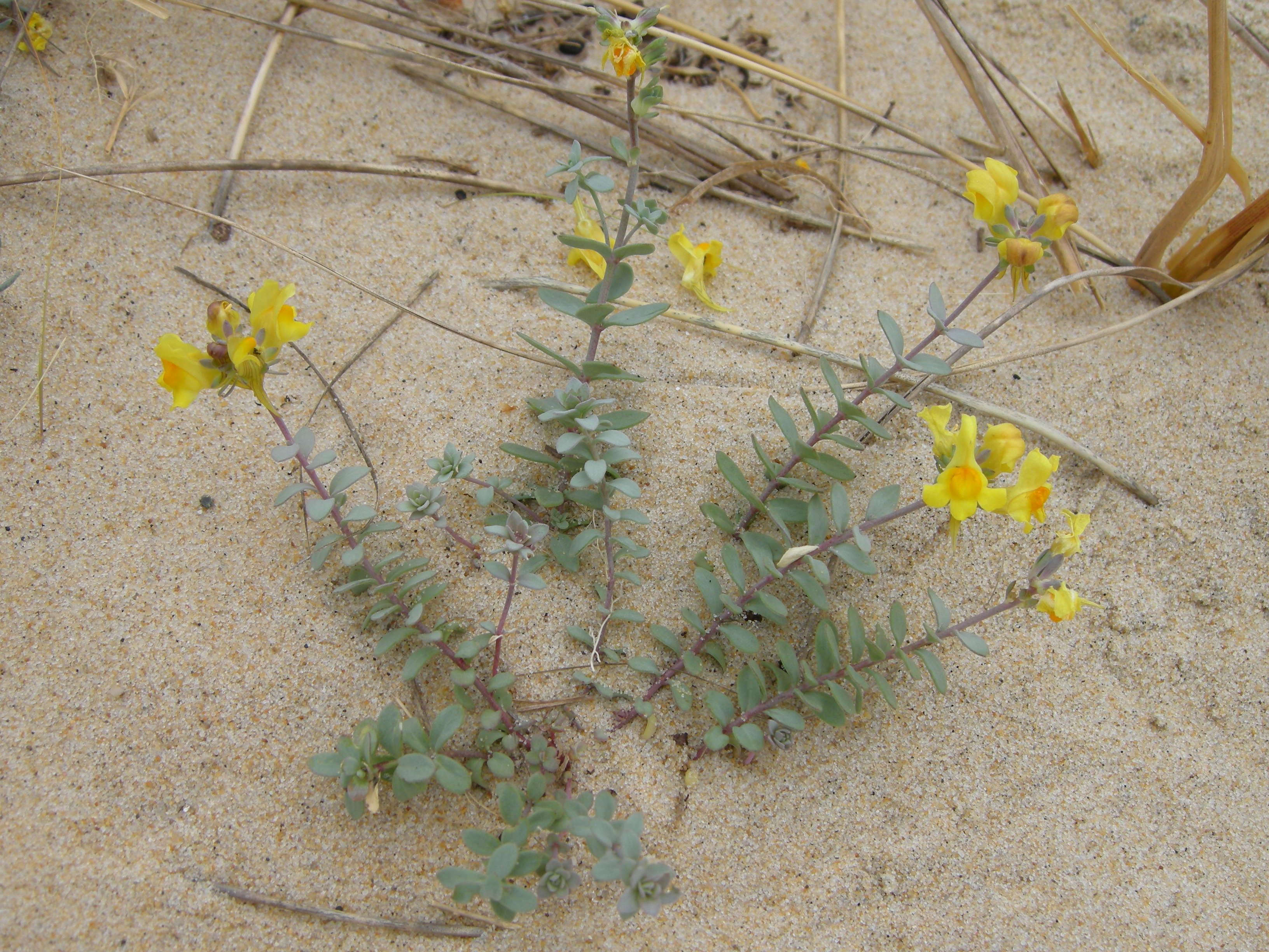 linaria_thymifolia1md