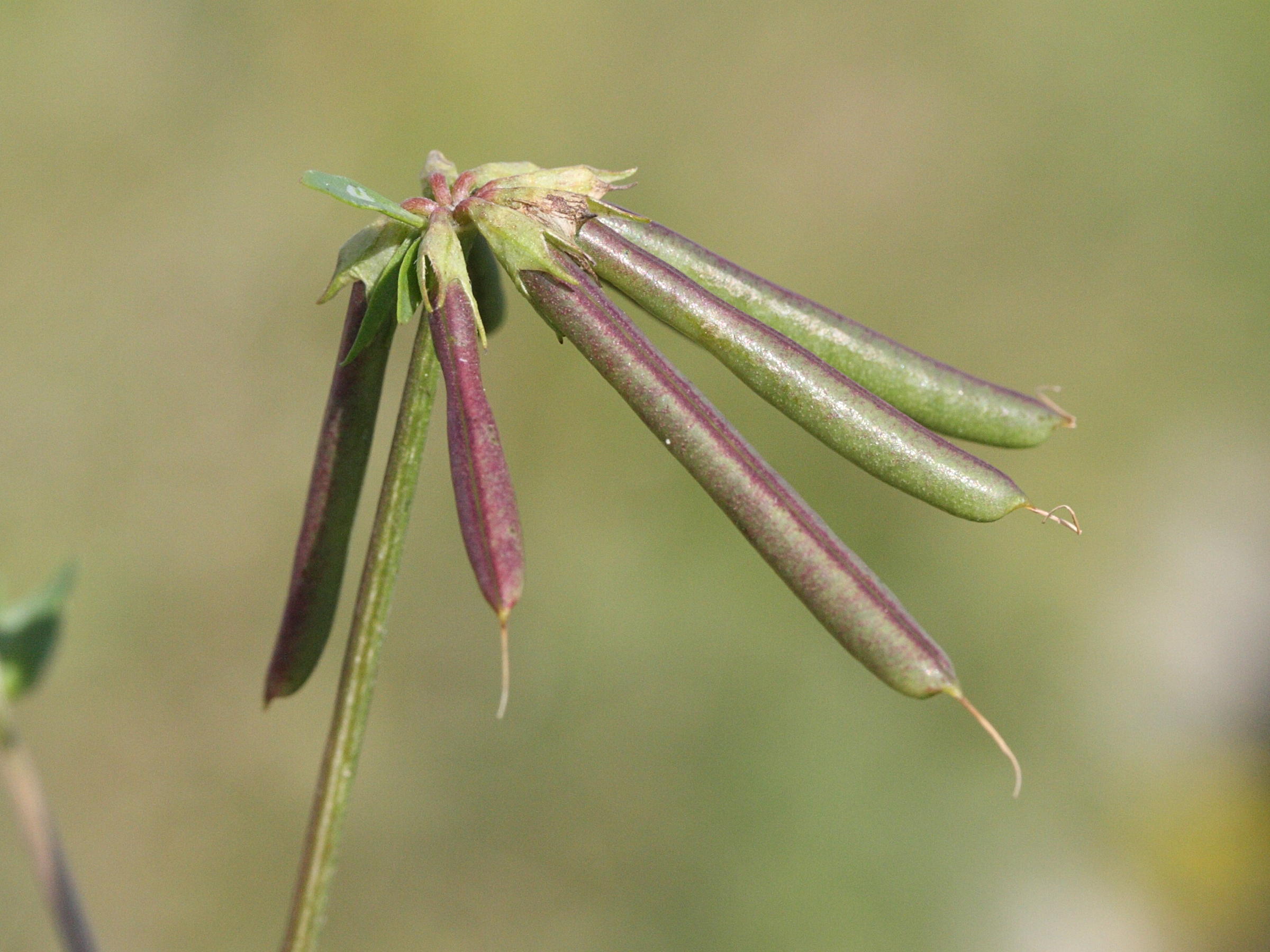 lotus_corniculatus4md