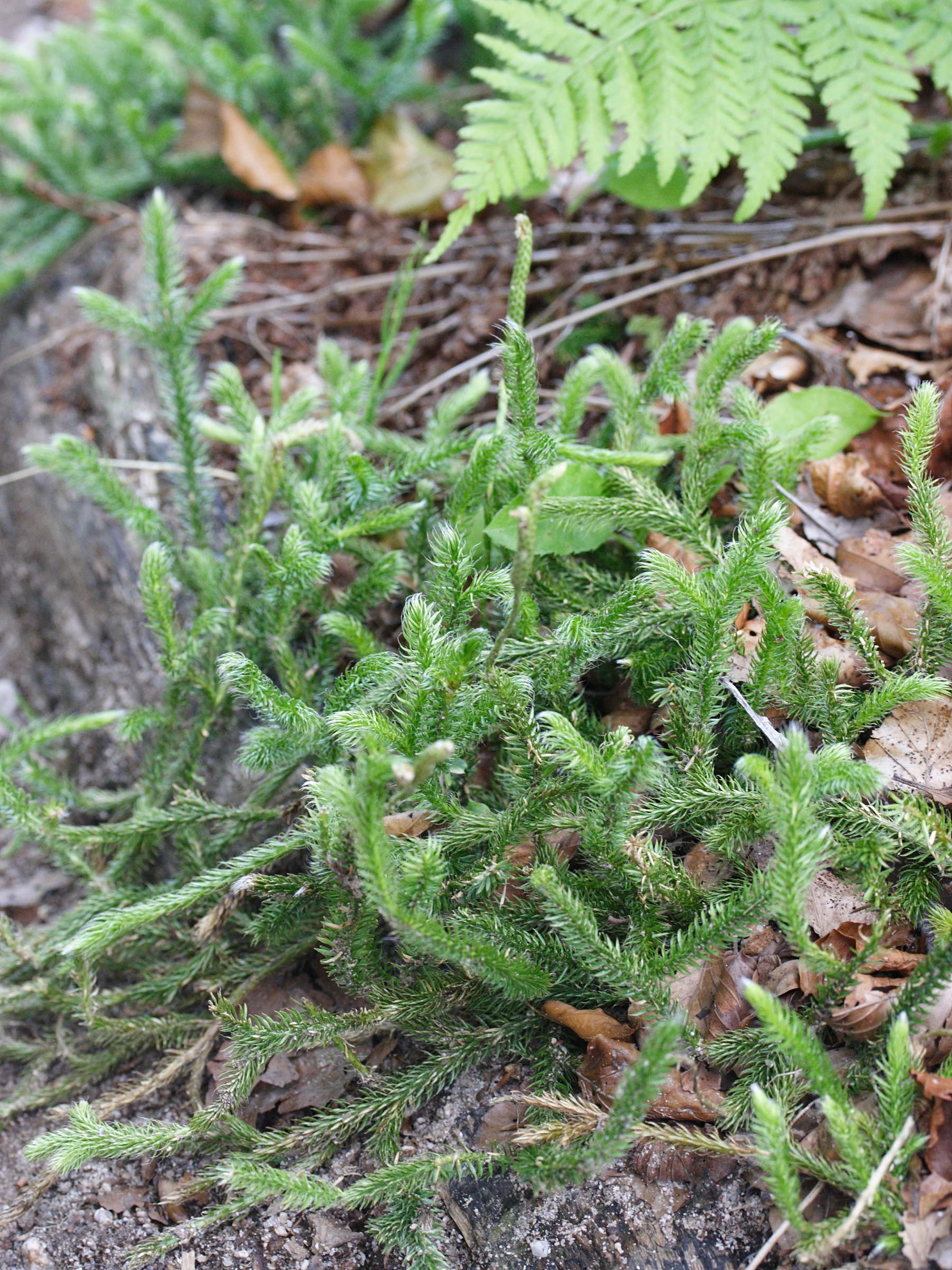 lycopodium_clavatum1md
