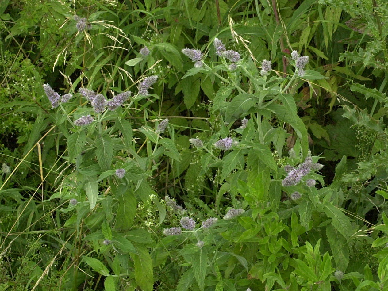 Afficher le média mentha_longifolia1md mentha_longifolia1md