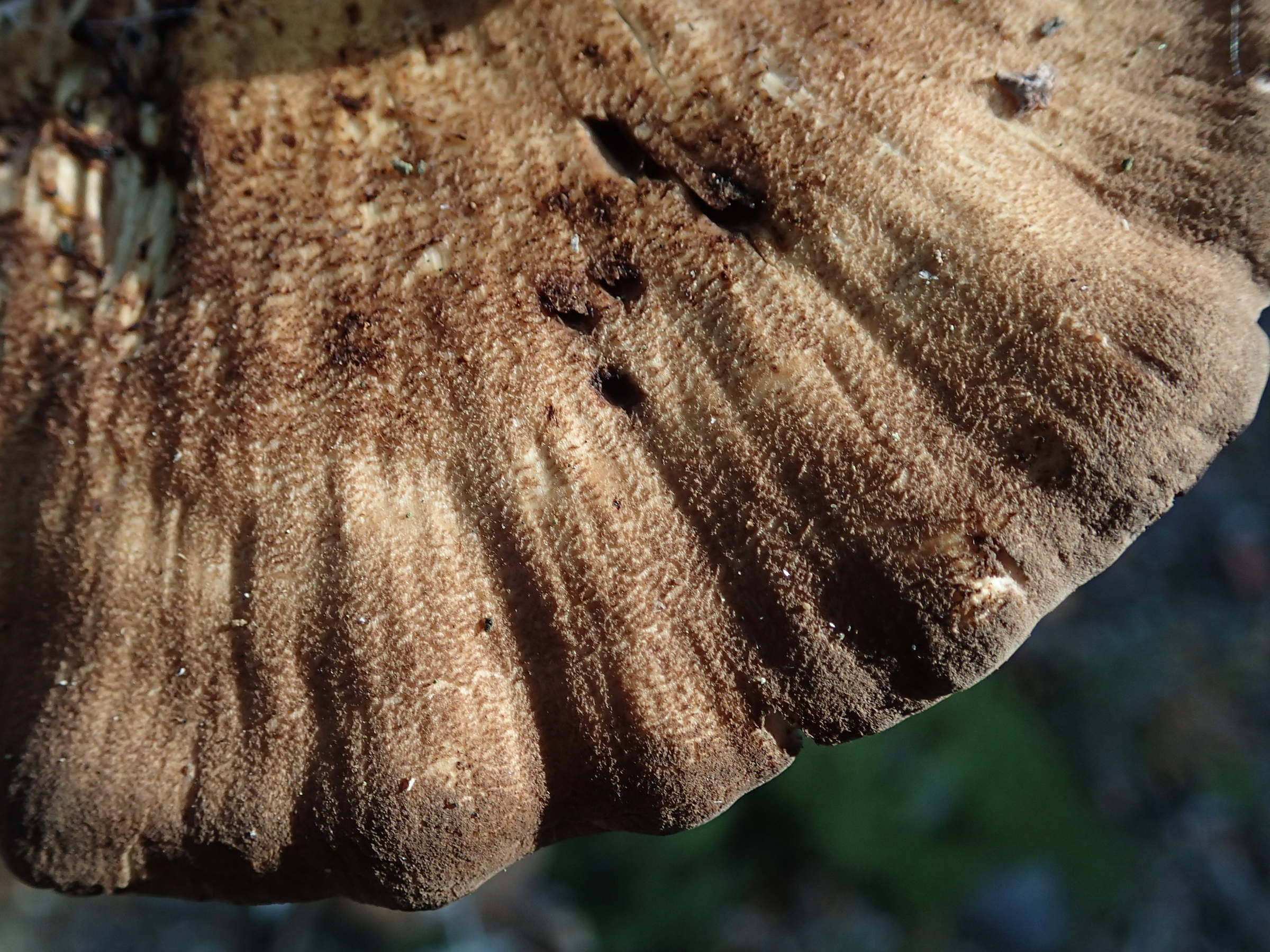 meripilus_giganteus2md