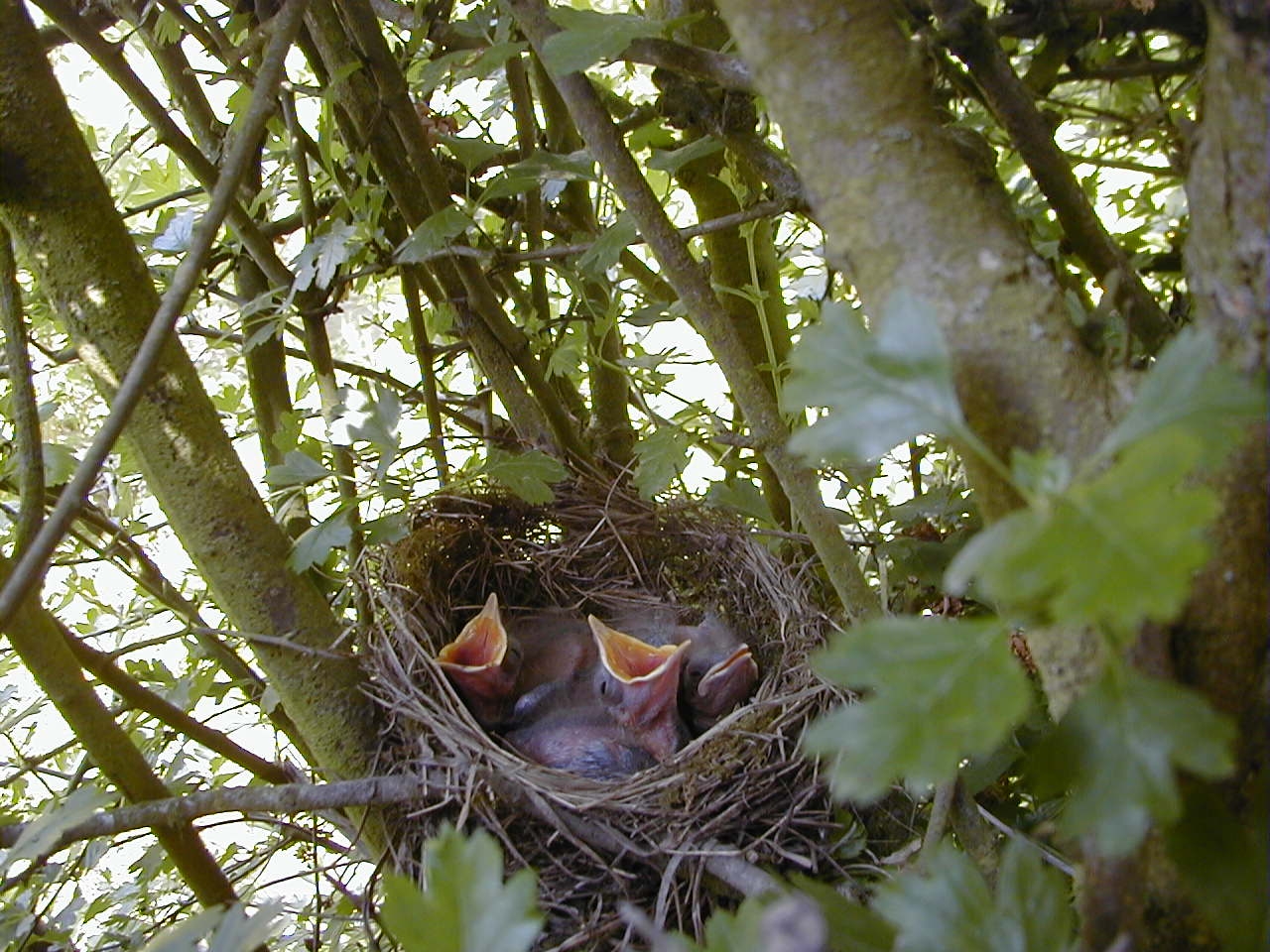 merle_noir_-_turdus_merula_nid3md