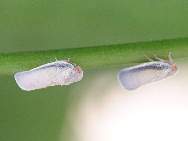 metcalfa_pruinosa3md