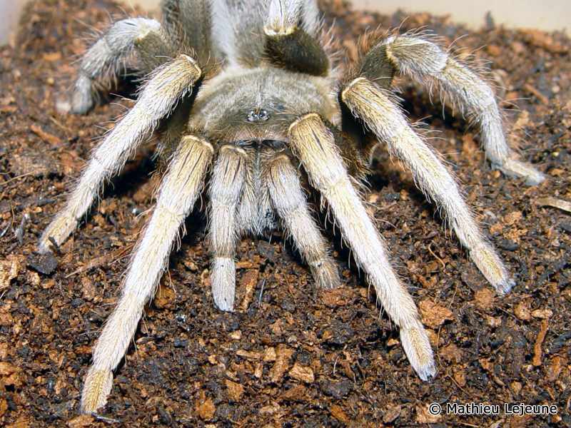 metriopelma_familiare2ml