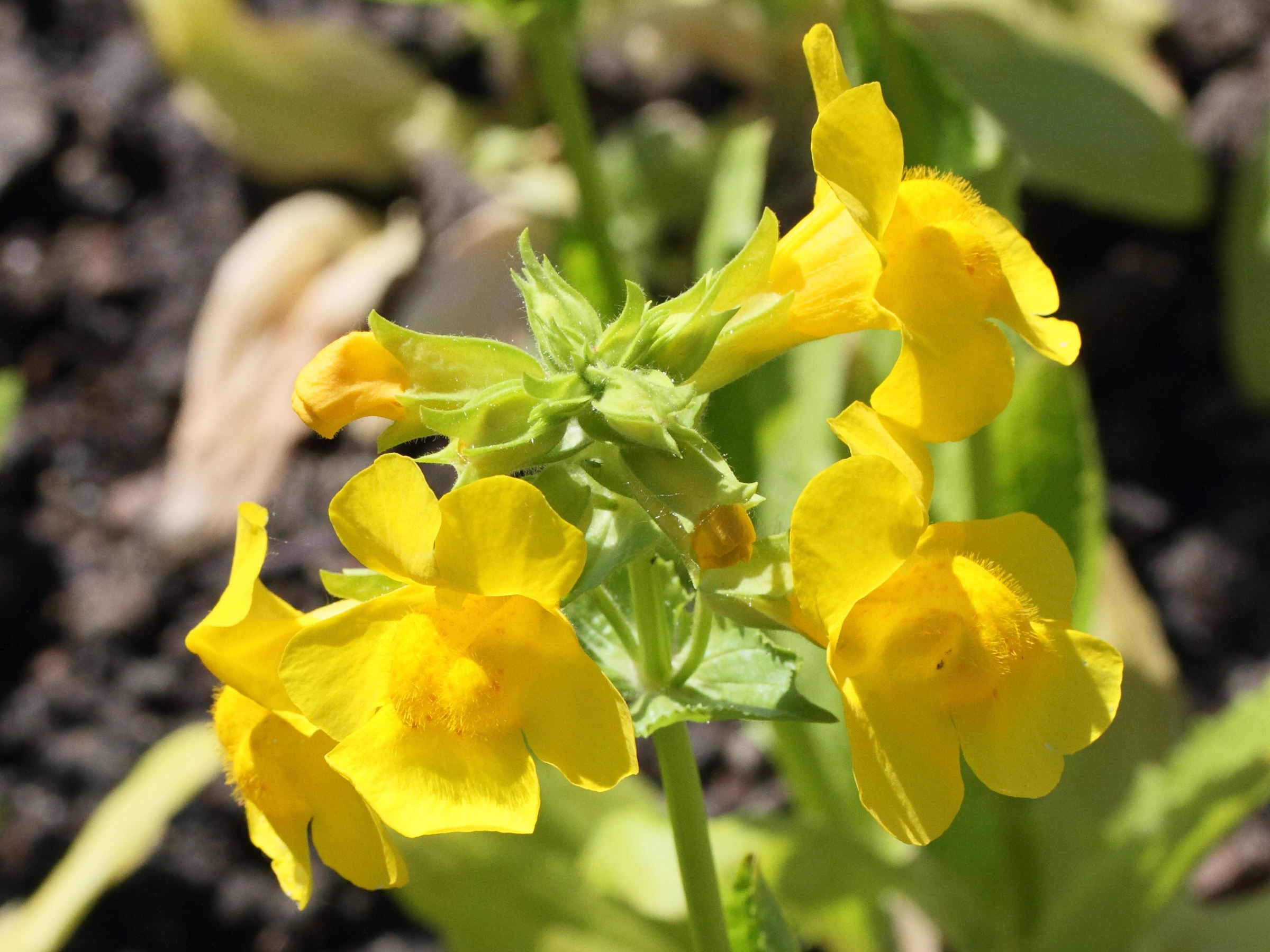 mimulus_luteus2md