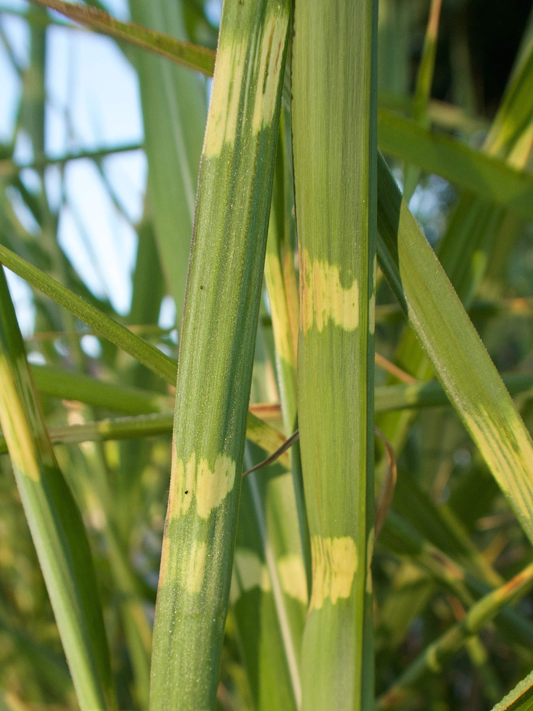 Afficher le média miscanthus_sinensis_zebrinus3md miscanthus_sinensis_zebrinus3md