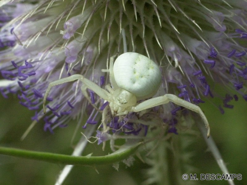 misumena_vatia5