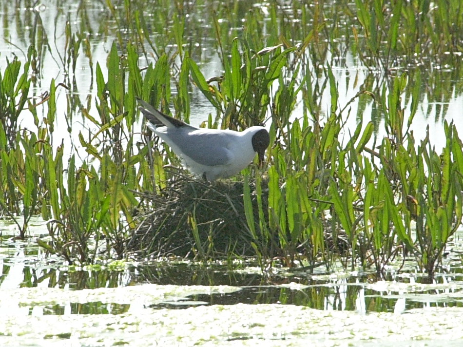 Afficher le média mouette_rieuse_-_chroicocephalus_ridibundus1md mouette_rieuse_-_chroicocephalus_ridibundus1md