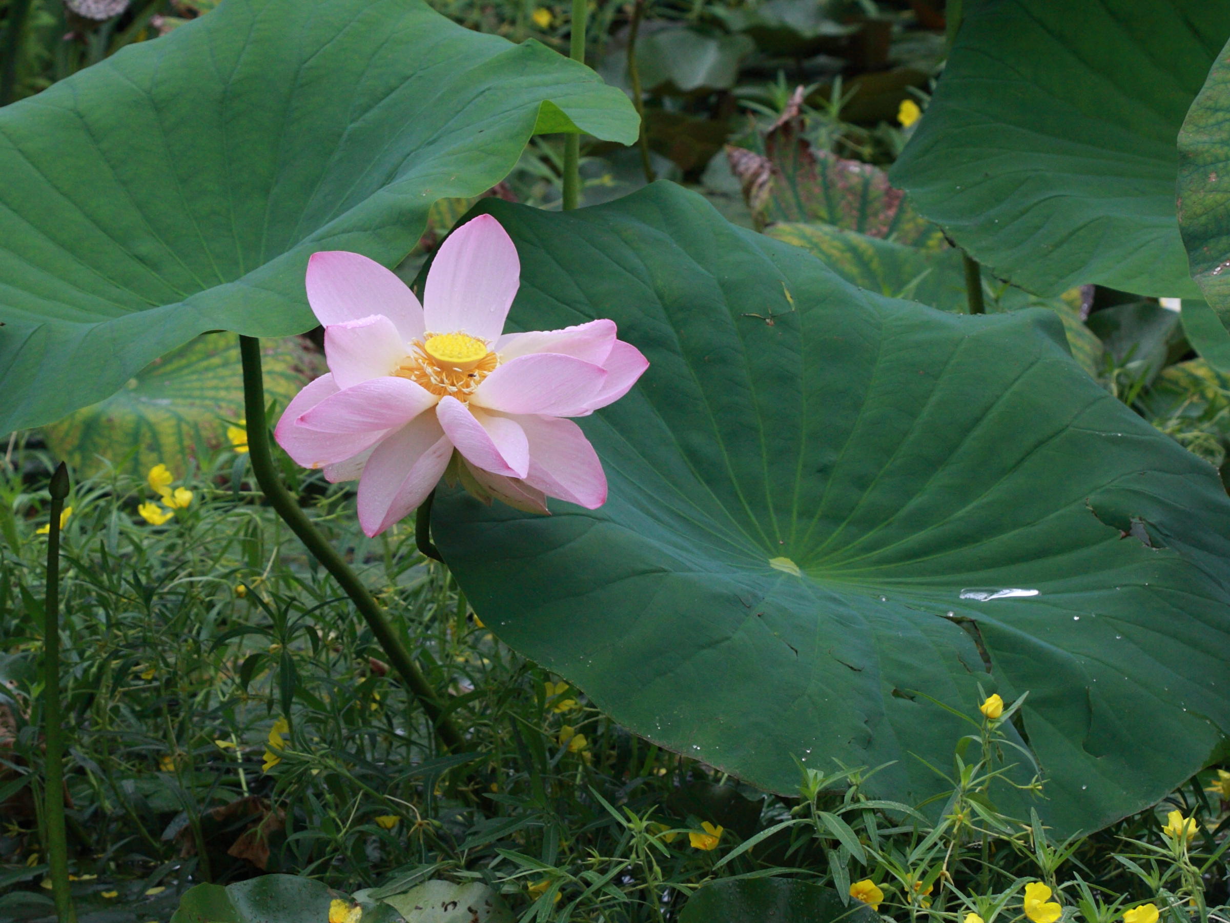 nelumbo_nucifera3bd