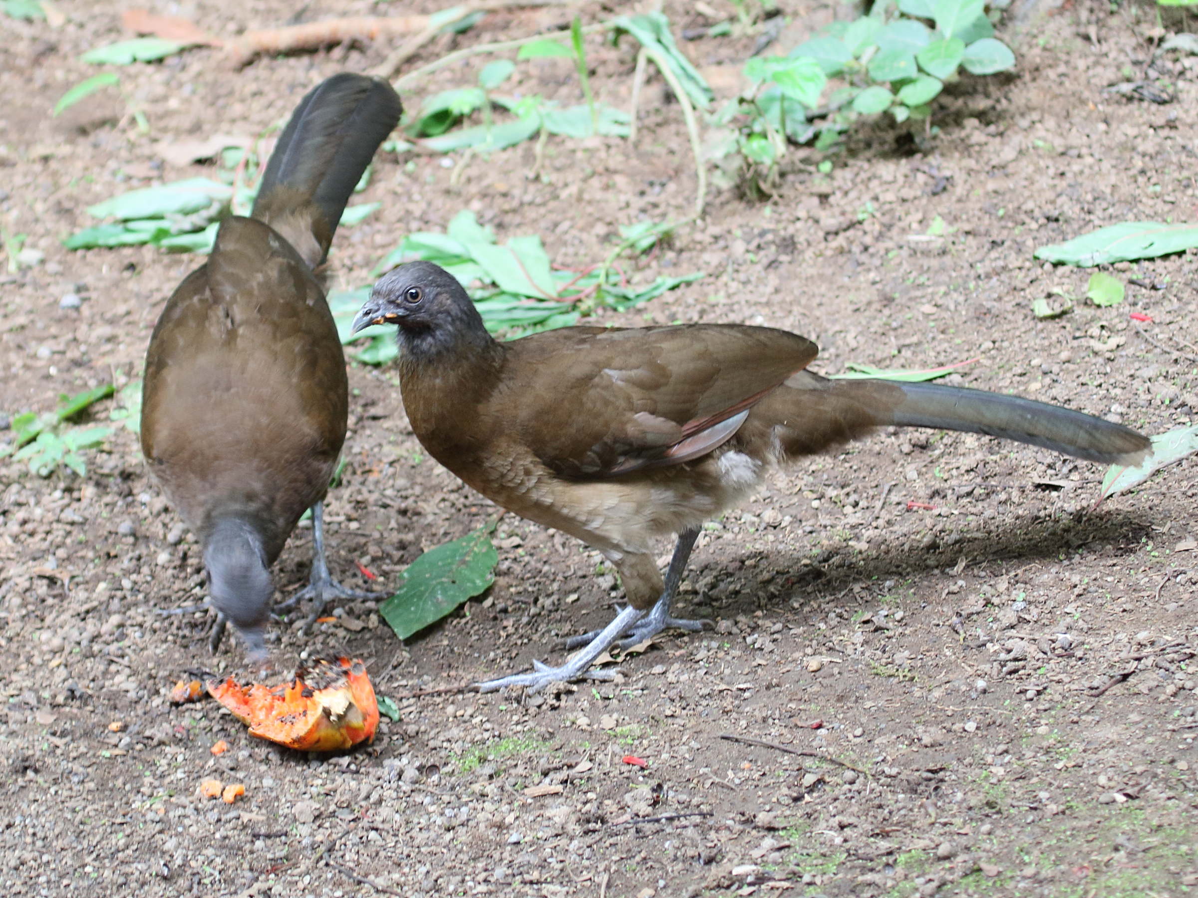 ortalide_a_tete_grise_-_ortalis_cinereiceps2bd