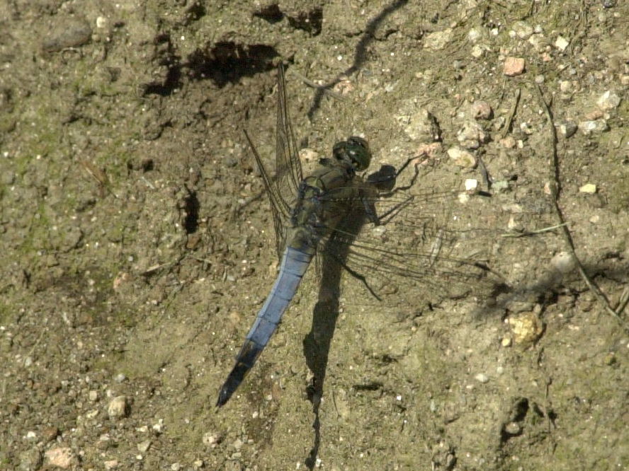 orthetrum_cancellatum1md