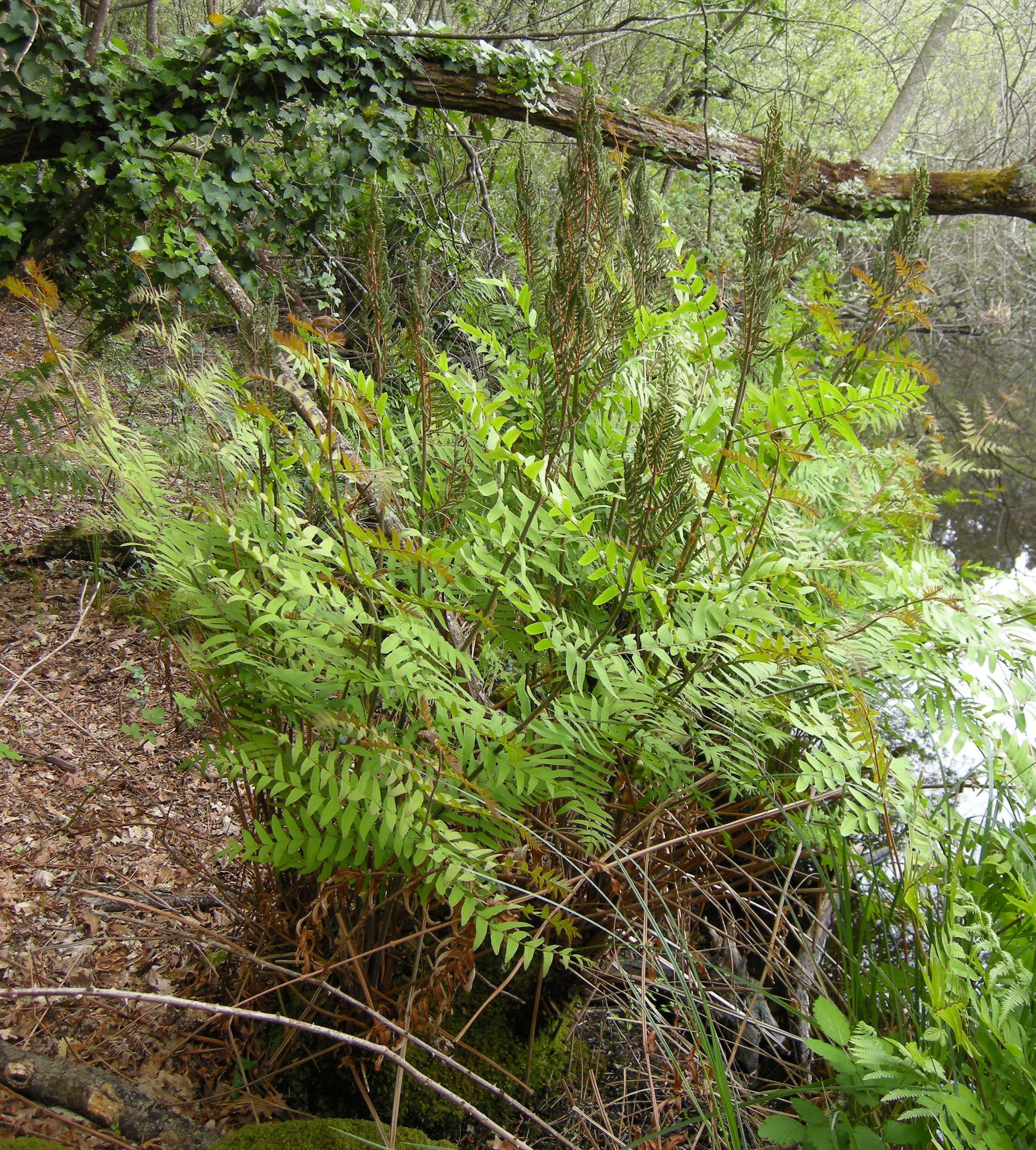 Osmunda_regalis