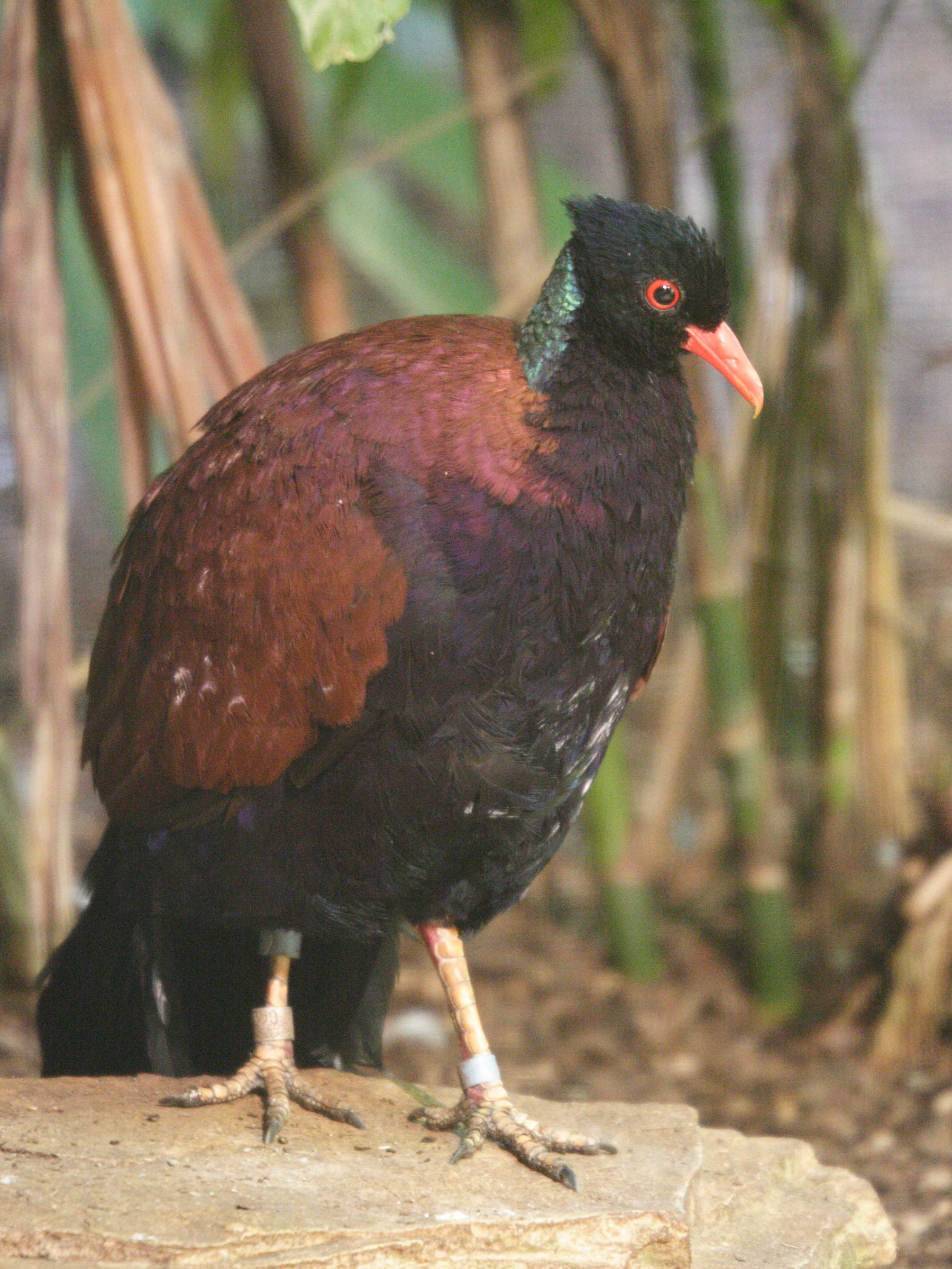 Afficher le média otidiphaps_noble_-_otidiphaps_nobilis1md otidiphaps_noble_-_otidiphaps_nobilis1md