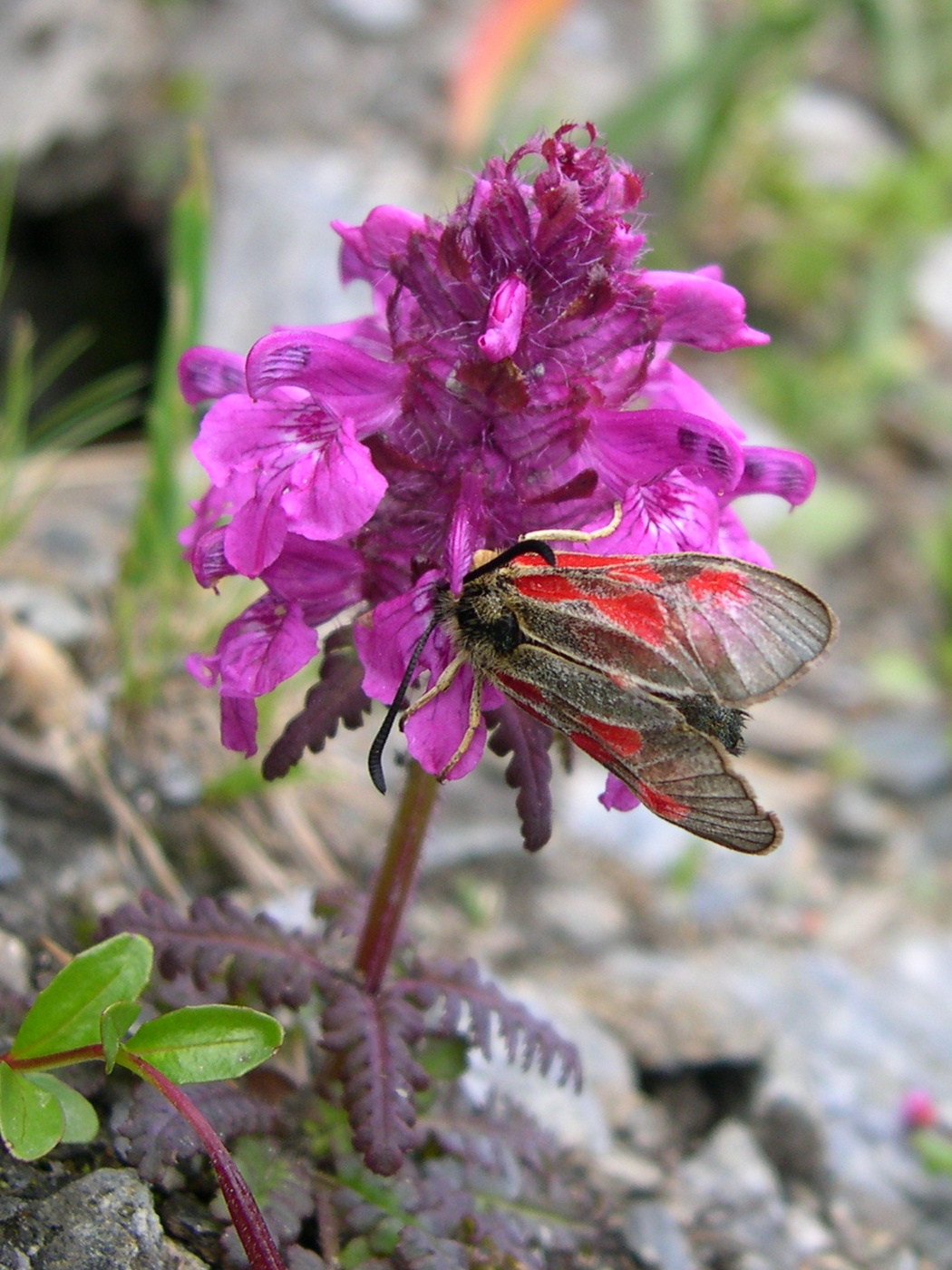 pedicularis_verticillata3md