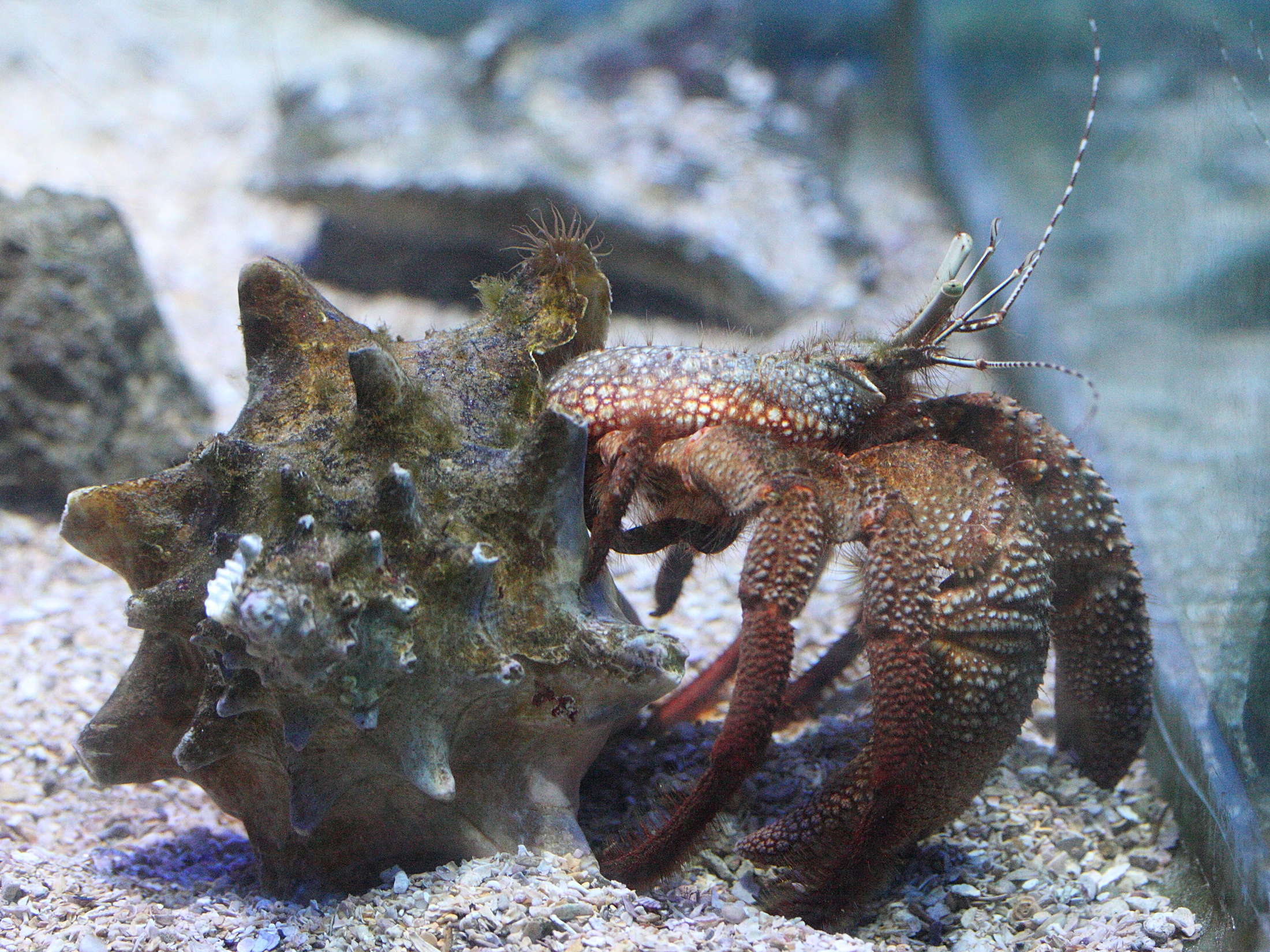 Afficher le média petrochirus_diogenes2md petrochirus_diogenes2md