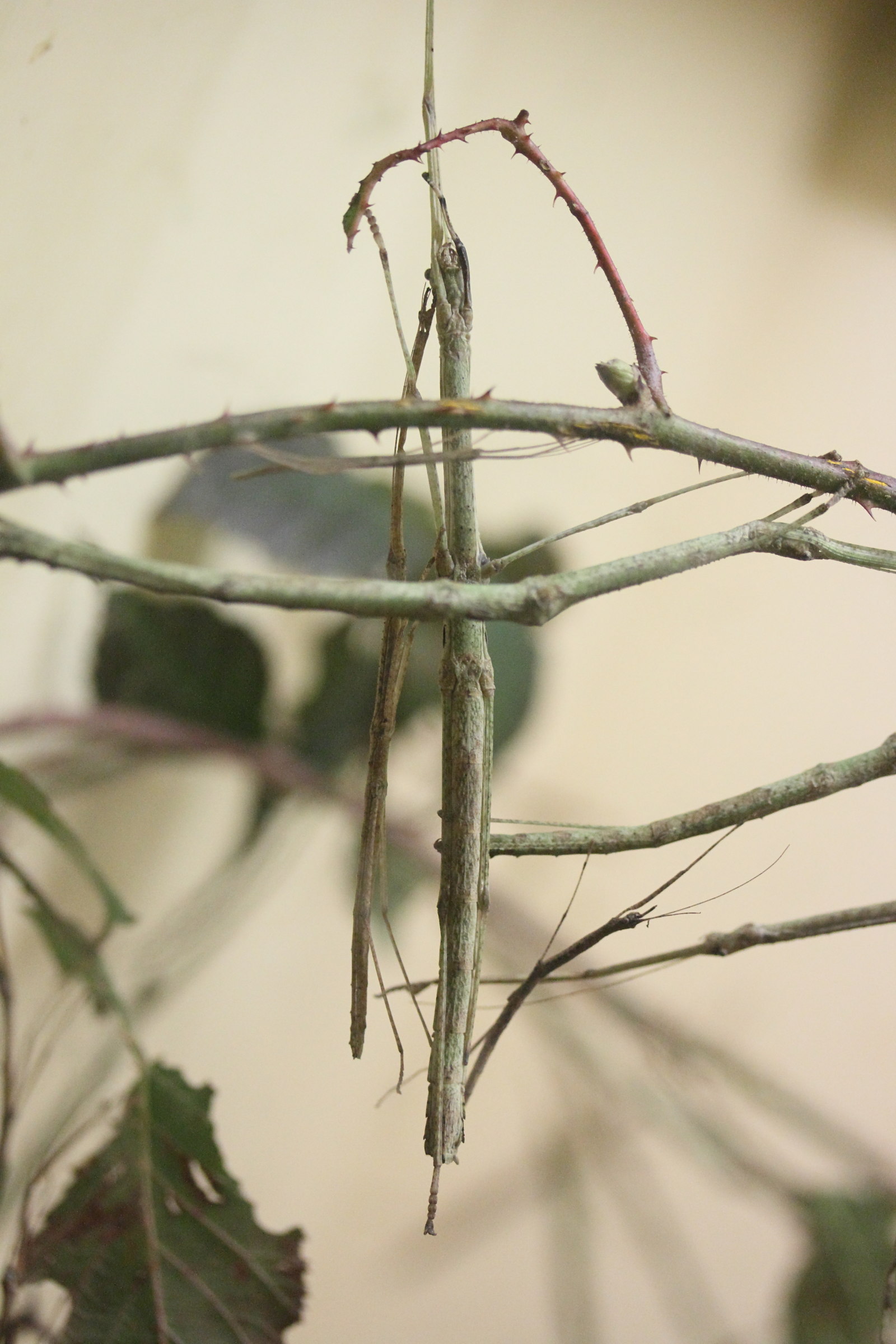 phaenopharos_khaoyaiensis1md