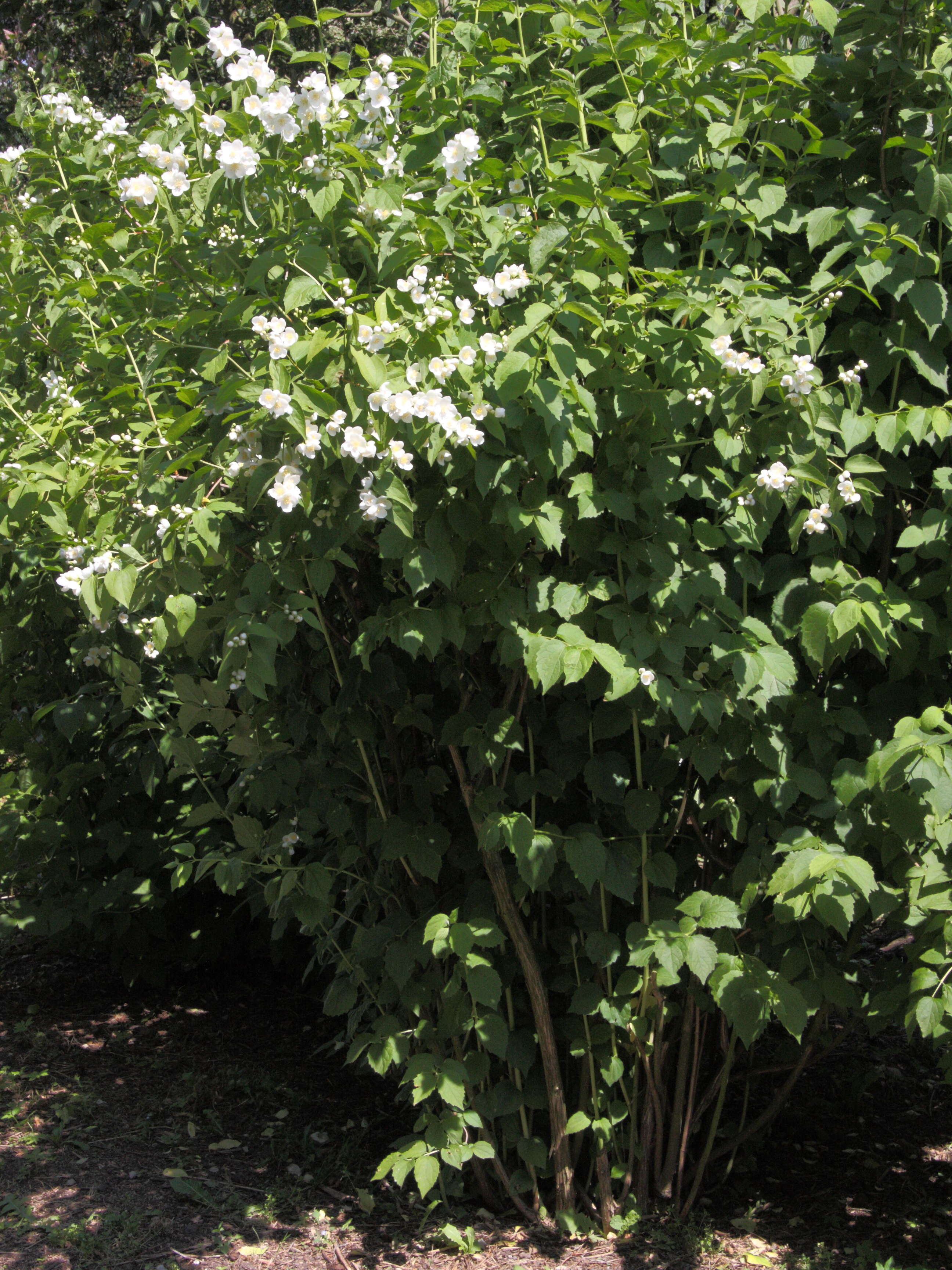 philadelphus_coronarius3md