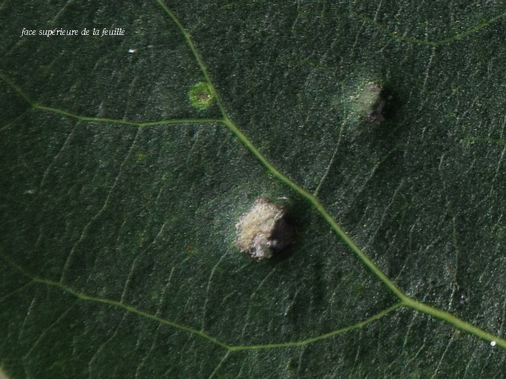 phyllocoptes_populi_galle2md