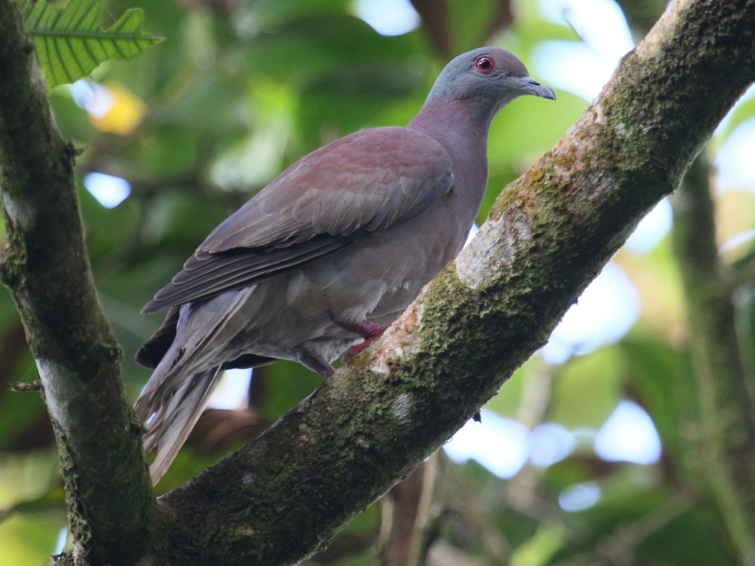 pigeon_rousset_-_patagioenas_cayennensis2bd