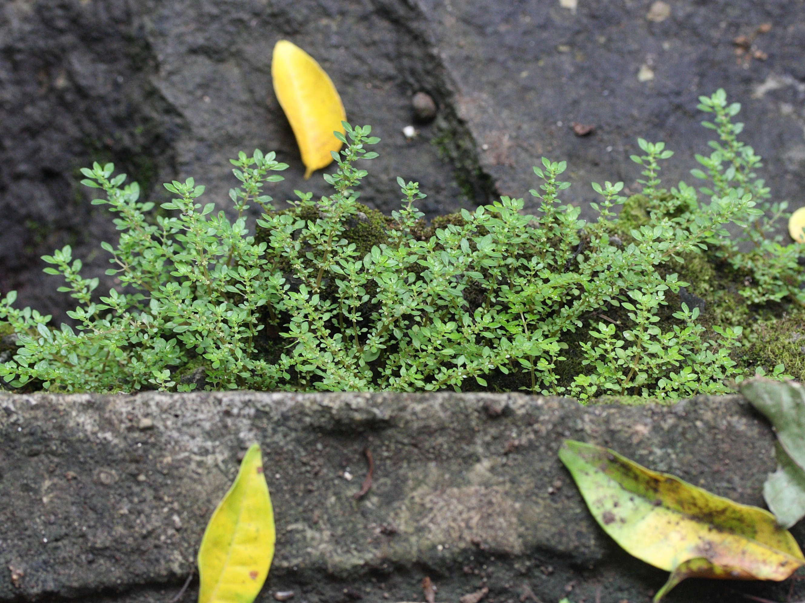 Afficher le média pilea_microphylla1md pilea_microphylla1md