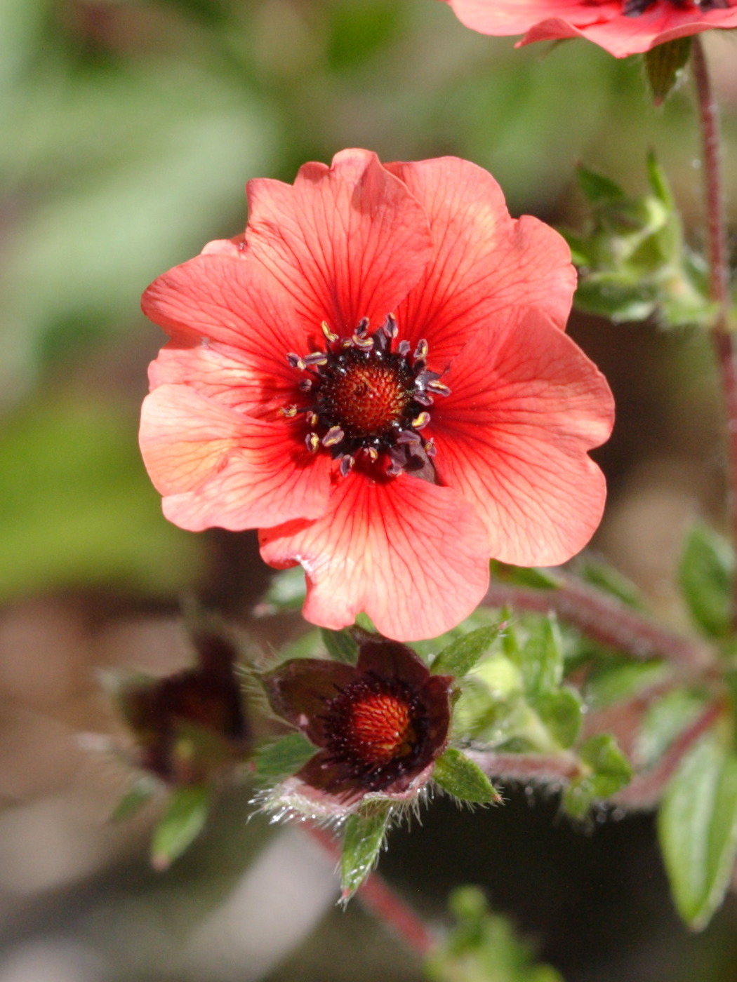 potentilla_nepalensis2bd