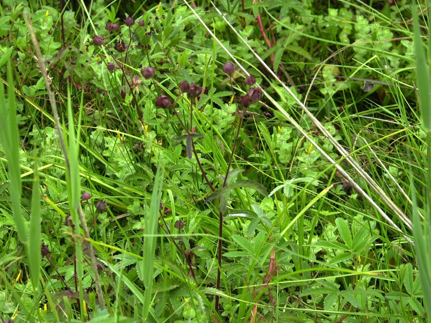 Afficher le média potentilla_palustris1md potentilla_palustris1md